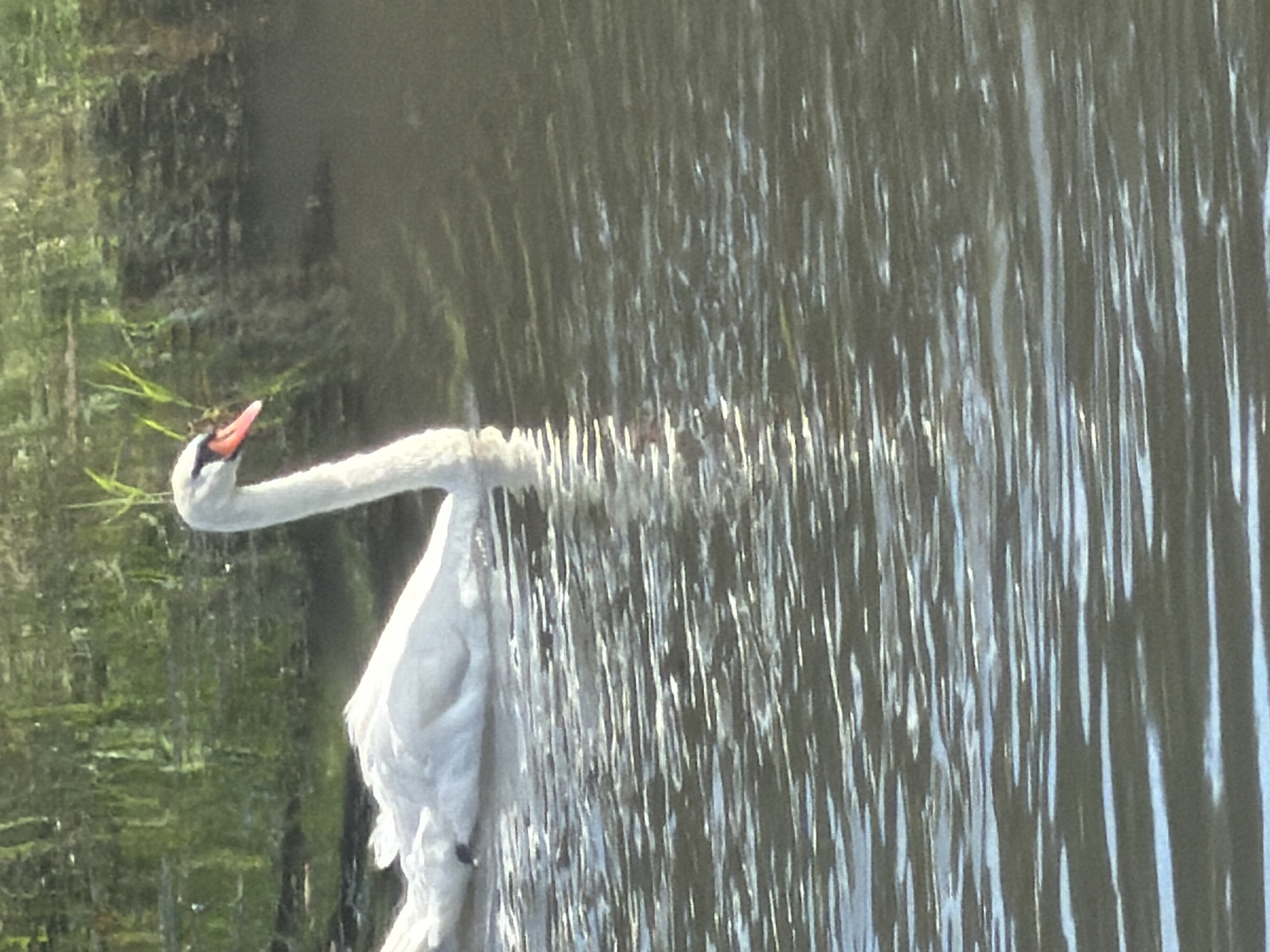 Summer morning stroll along Szczecin's riverside parks and waterways