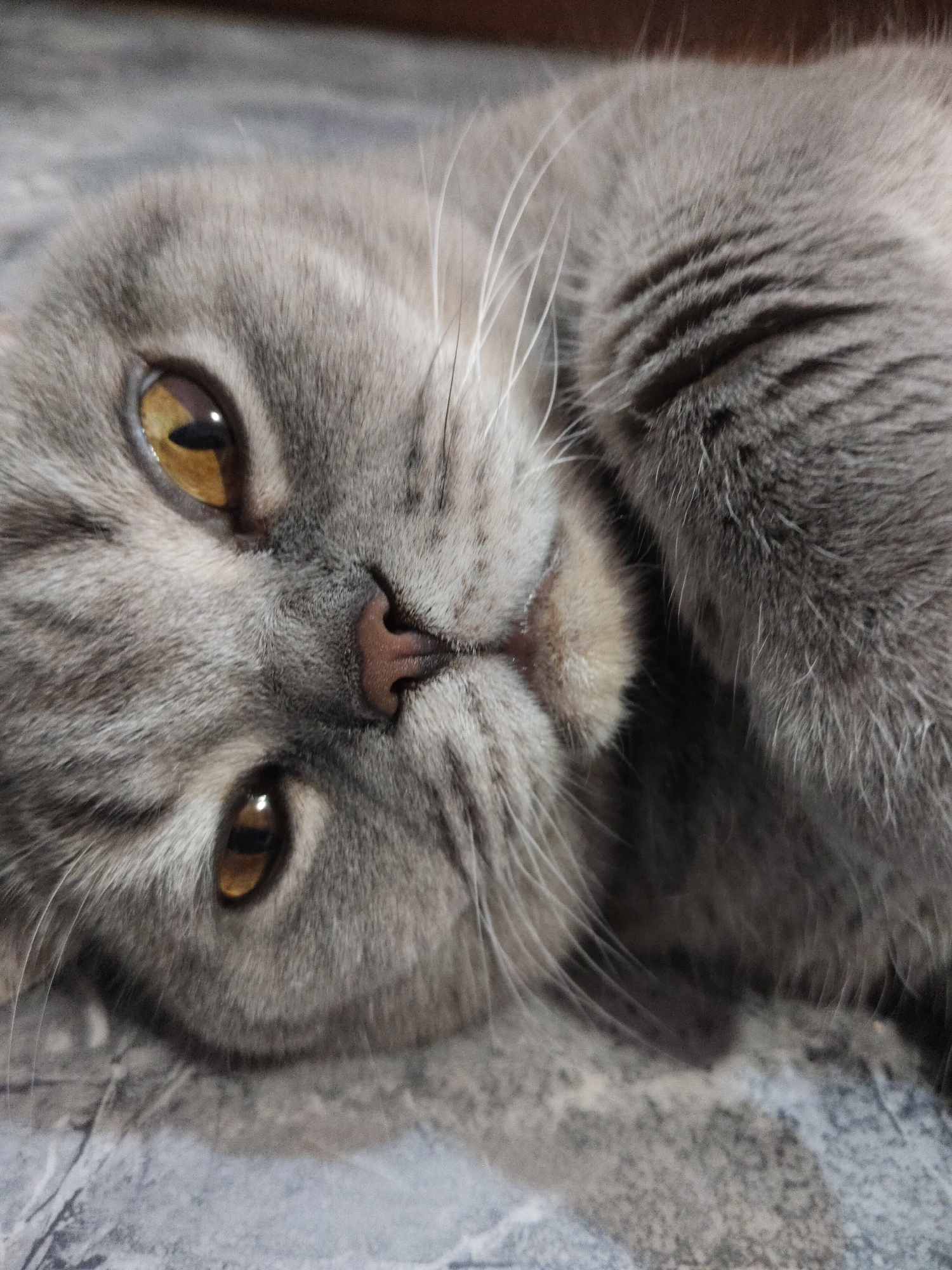 Grey cat lounges on marble floor with toys nearby
