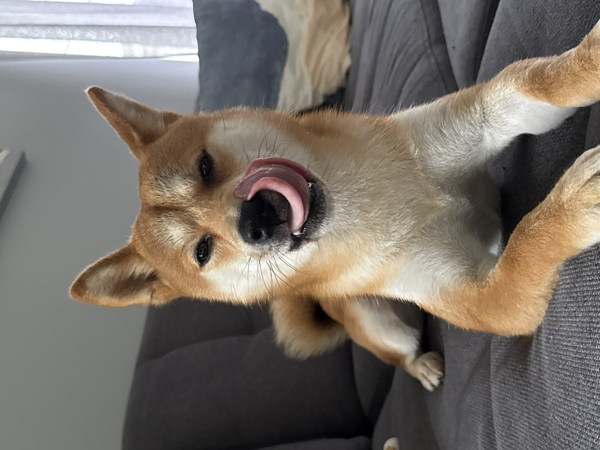 Boy and Shiba Inu share quiet morning moment