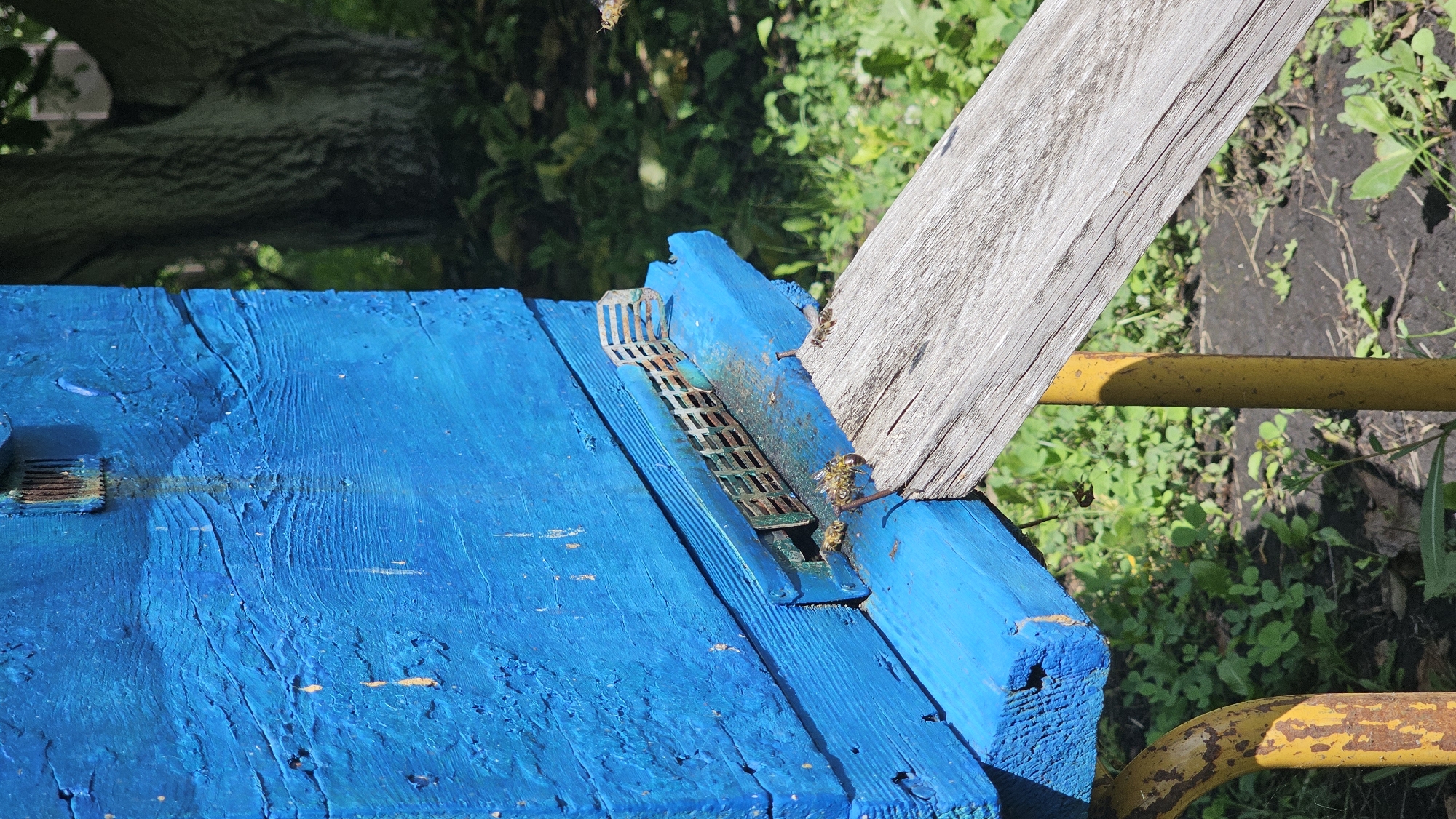 Beehives, fruit trees, and garden life in rural Romanovka