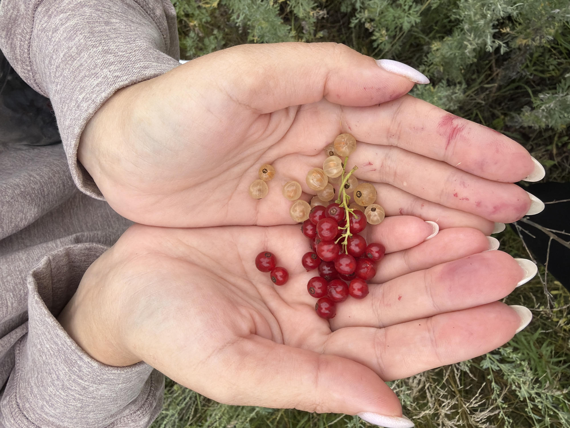 Summer berry picking in Noviy, Russia