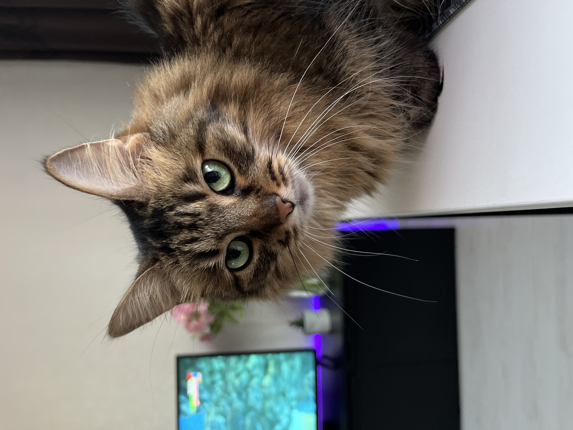 Tabby cat claims a PC tower as its personal throne
