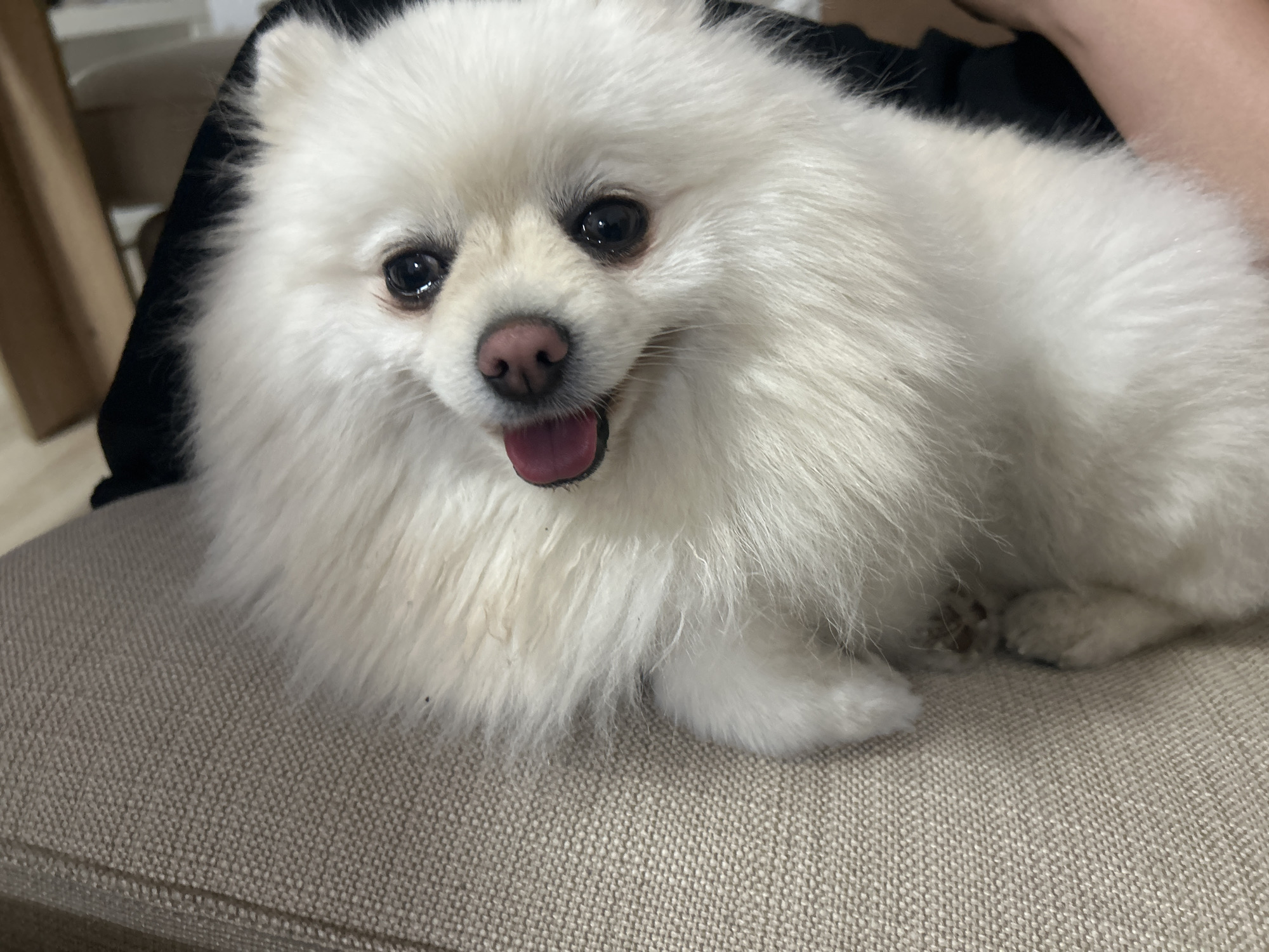 White Pomeranian chills on a couch in Varna