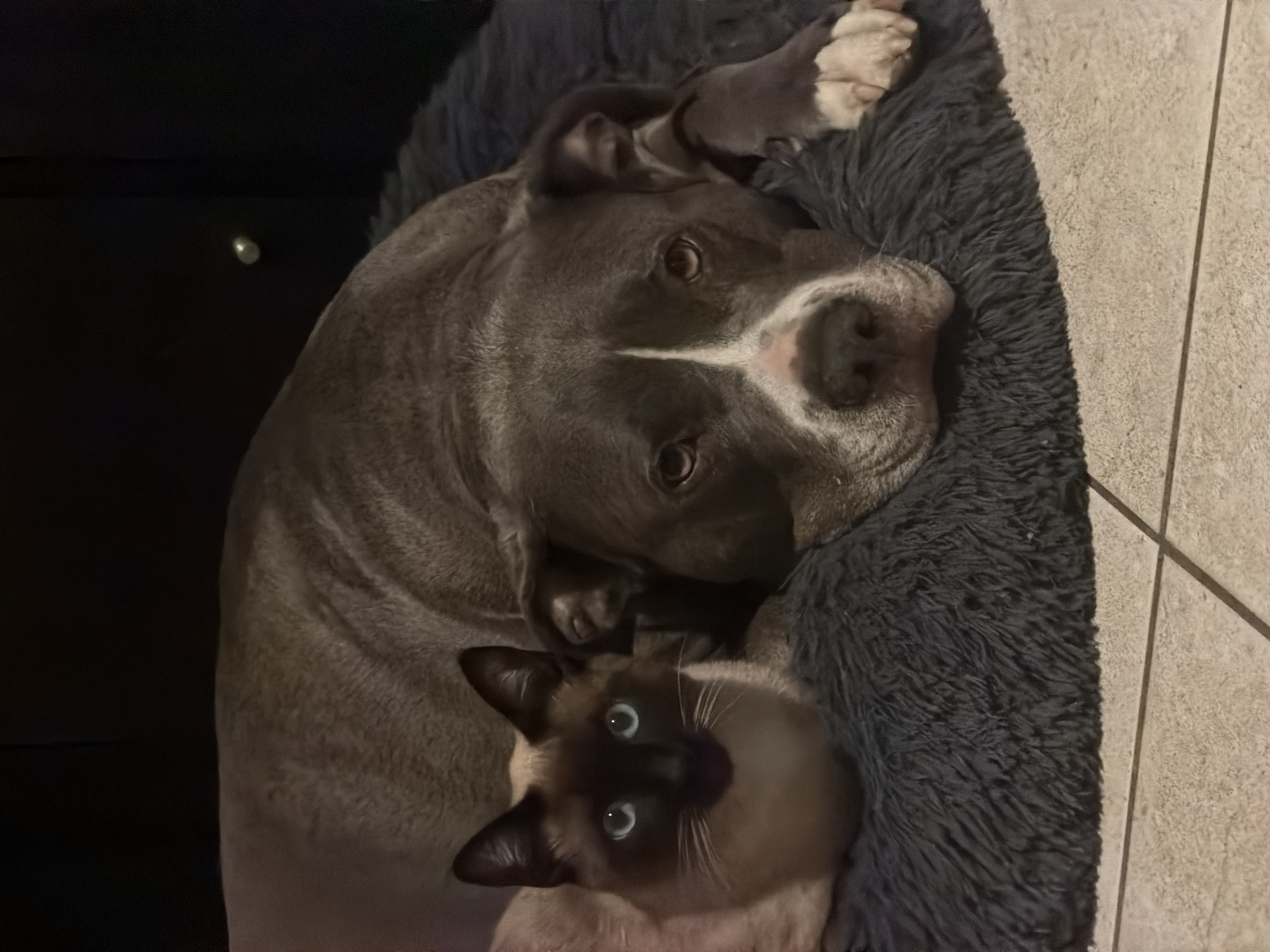 Dog and cat share cozy moment in Luxembourg home
