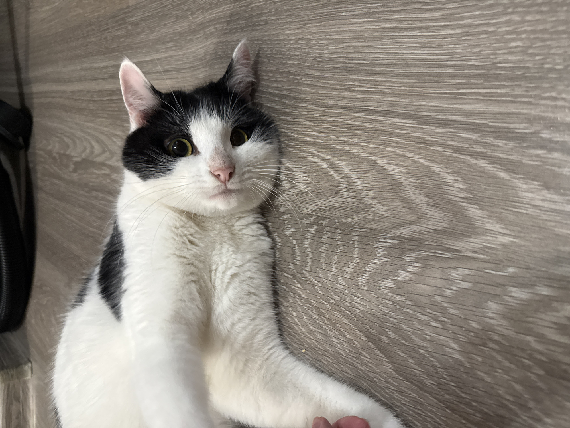 Afternoon domestic life documented with pet interactions and household scenes