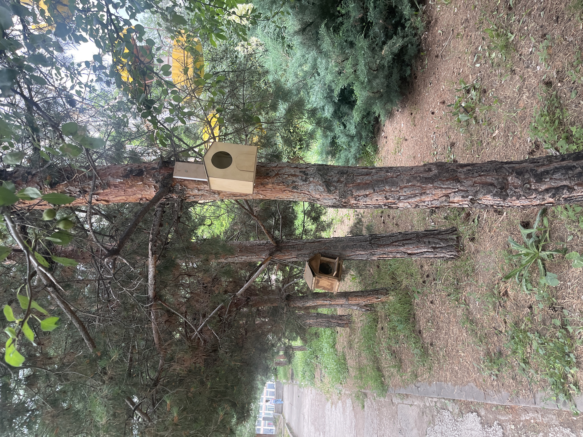 Rusty Ferris wheel and birdhouse-lined path, mid-June afternoon