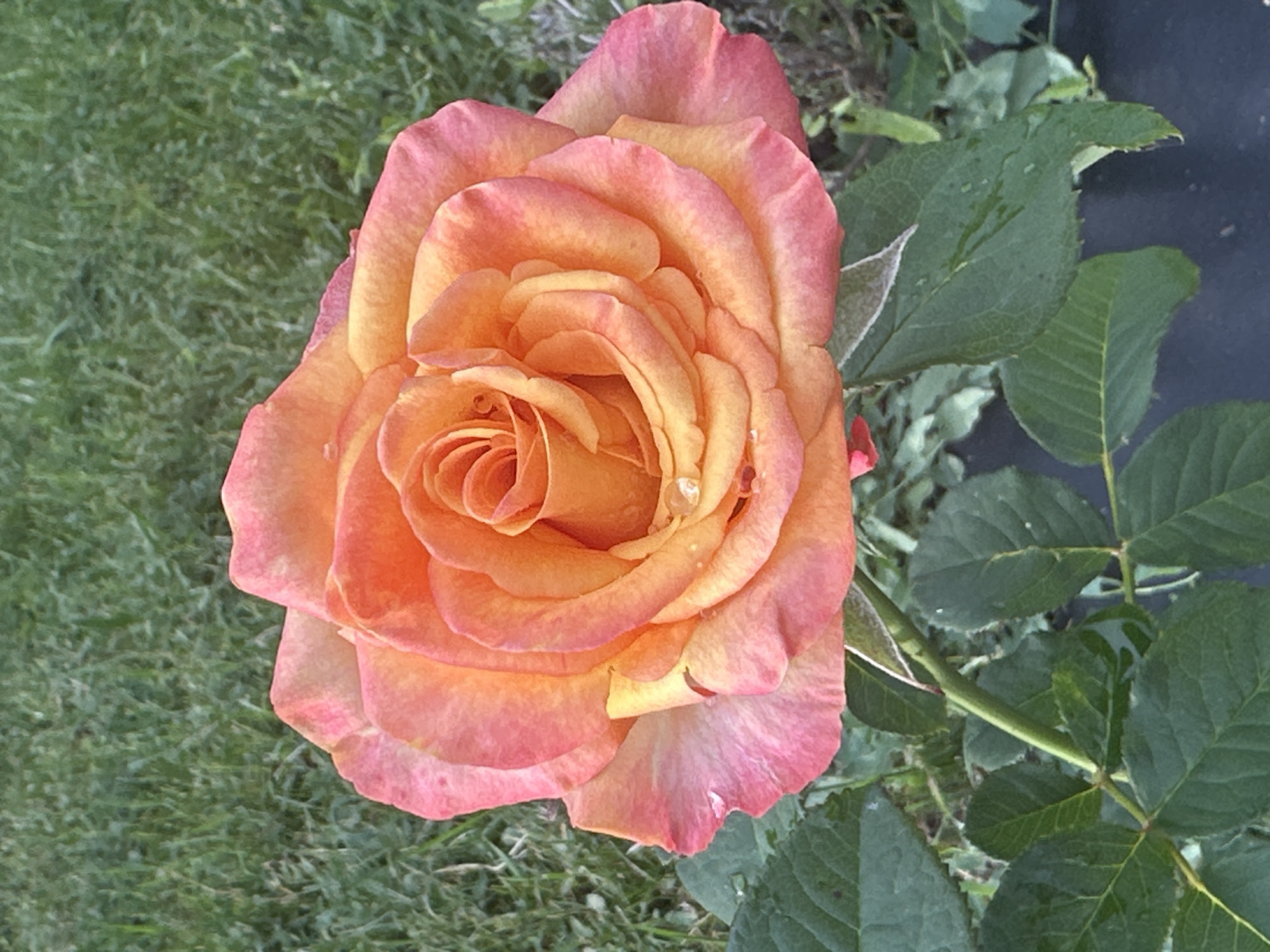 Rain-covered roses in a Zvenyhorodka garden, July 2026