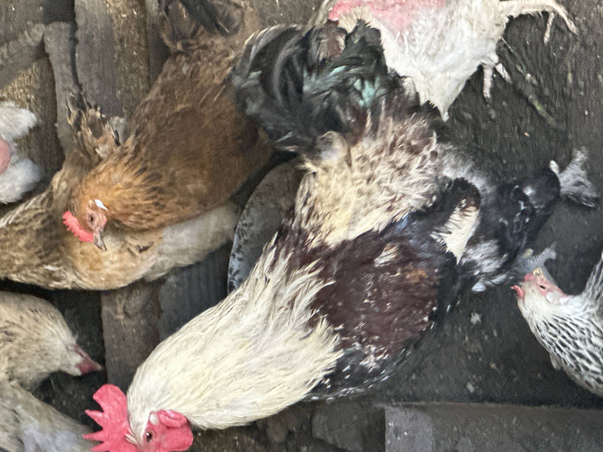 Everyday life in a Tobyl backyard on a bright summer morning