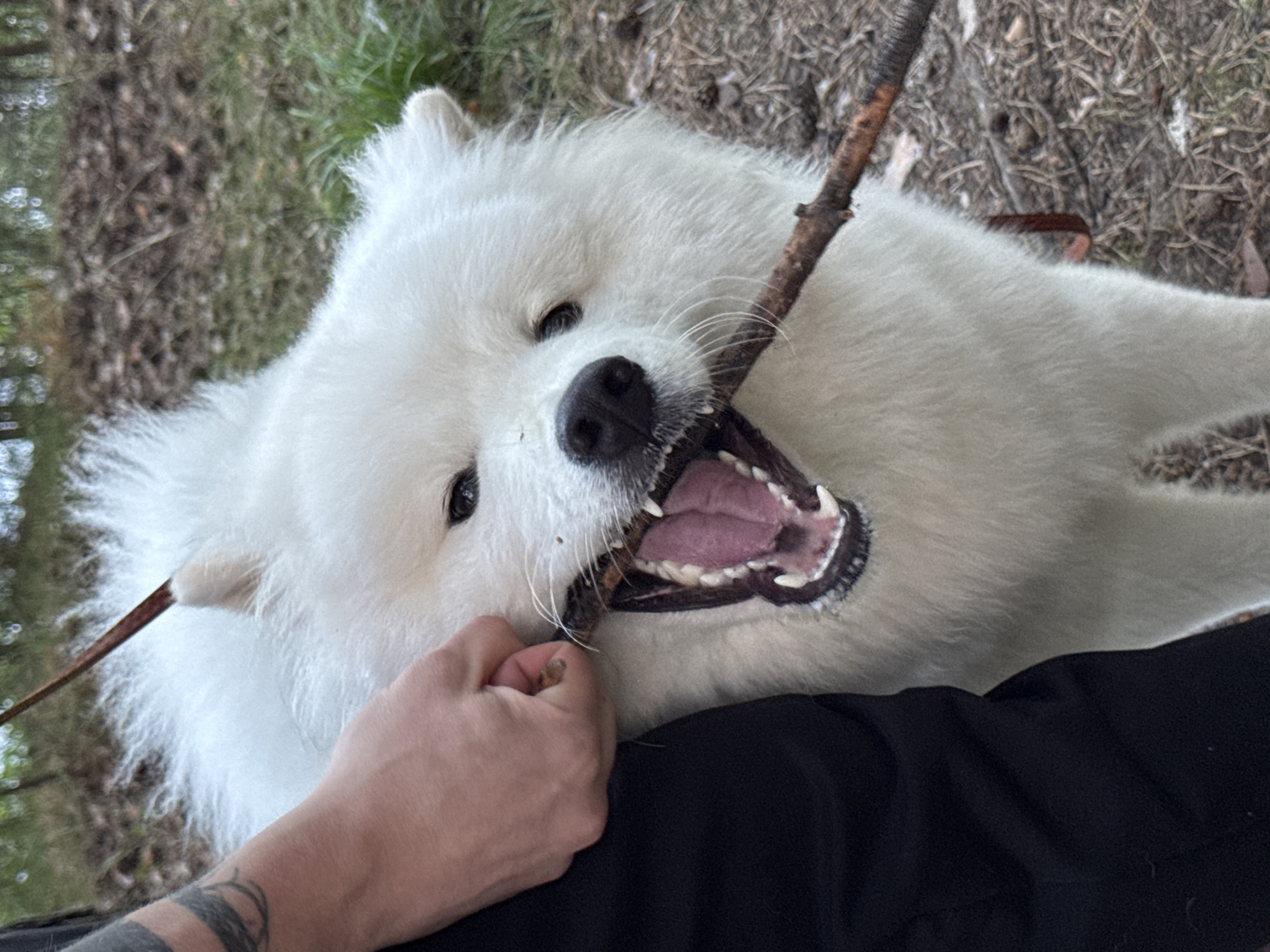 Afternoon outing in Chaikovsky with a Samoyed and a stroller.