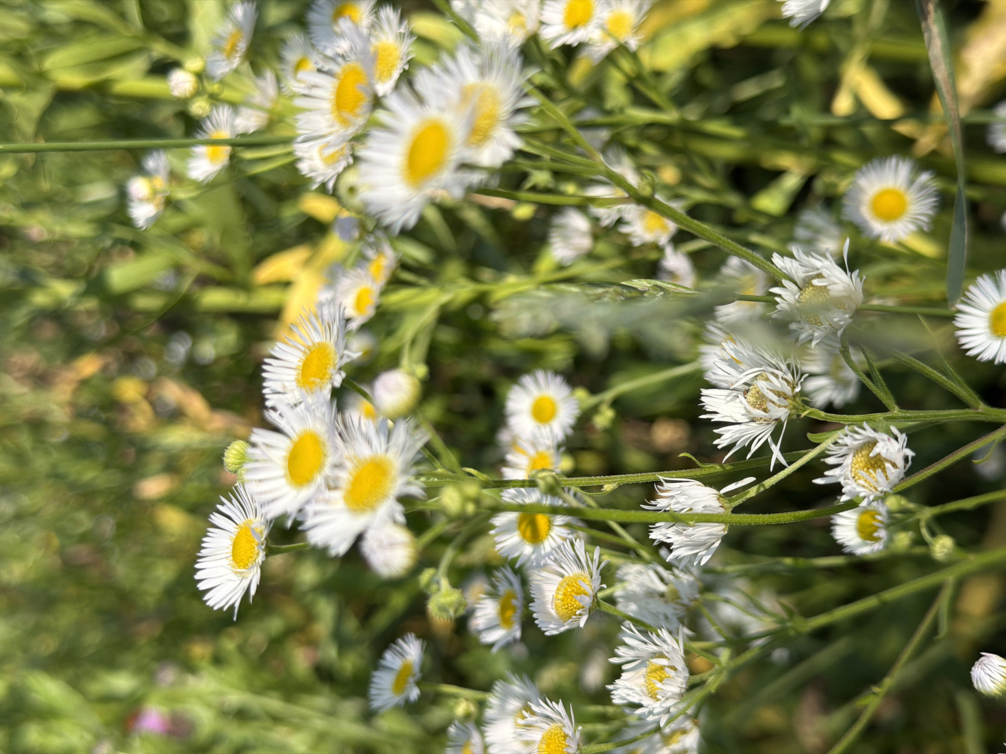 Roadside drive through summer scenery with wildflower stops