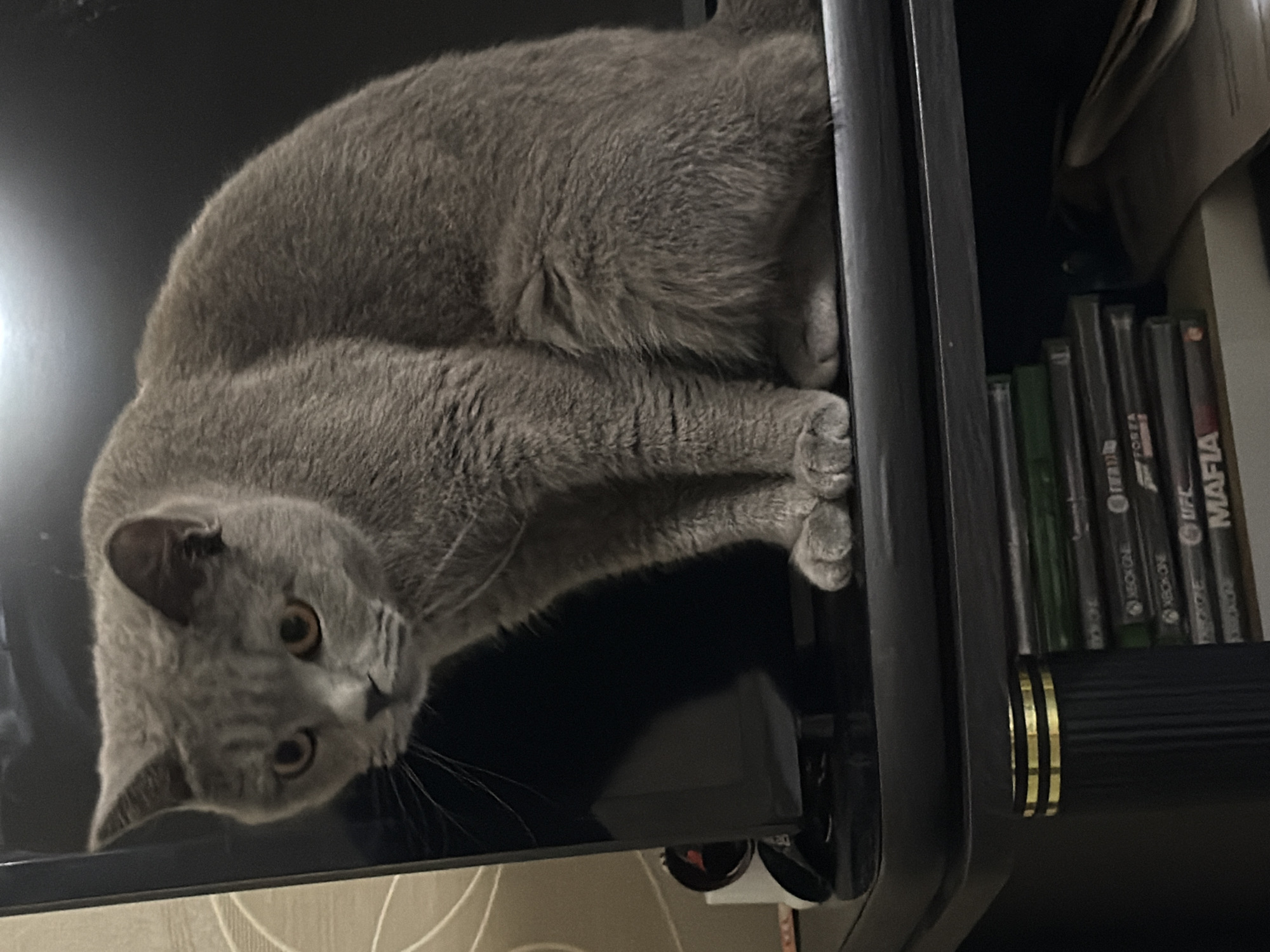 British Shorthair cat spotted on furniture in Dimitrovgrad home