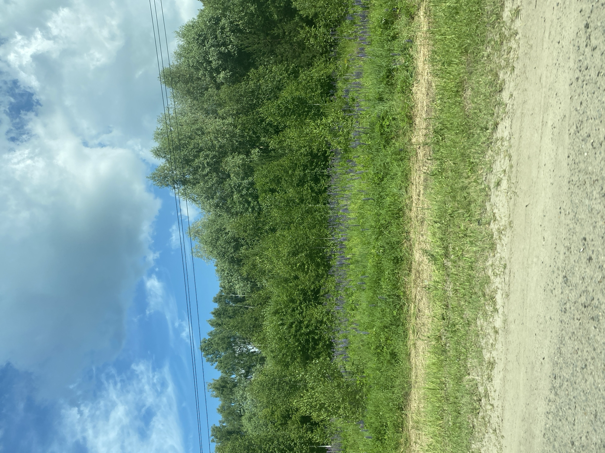 Blonde traveler journeys through Russian countryside near Vasilyevo