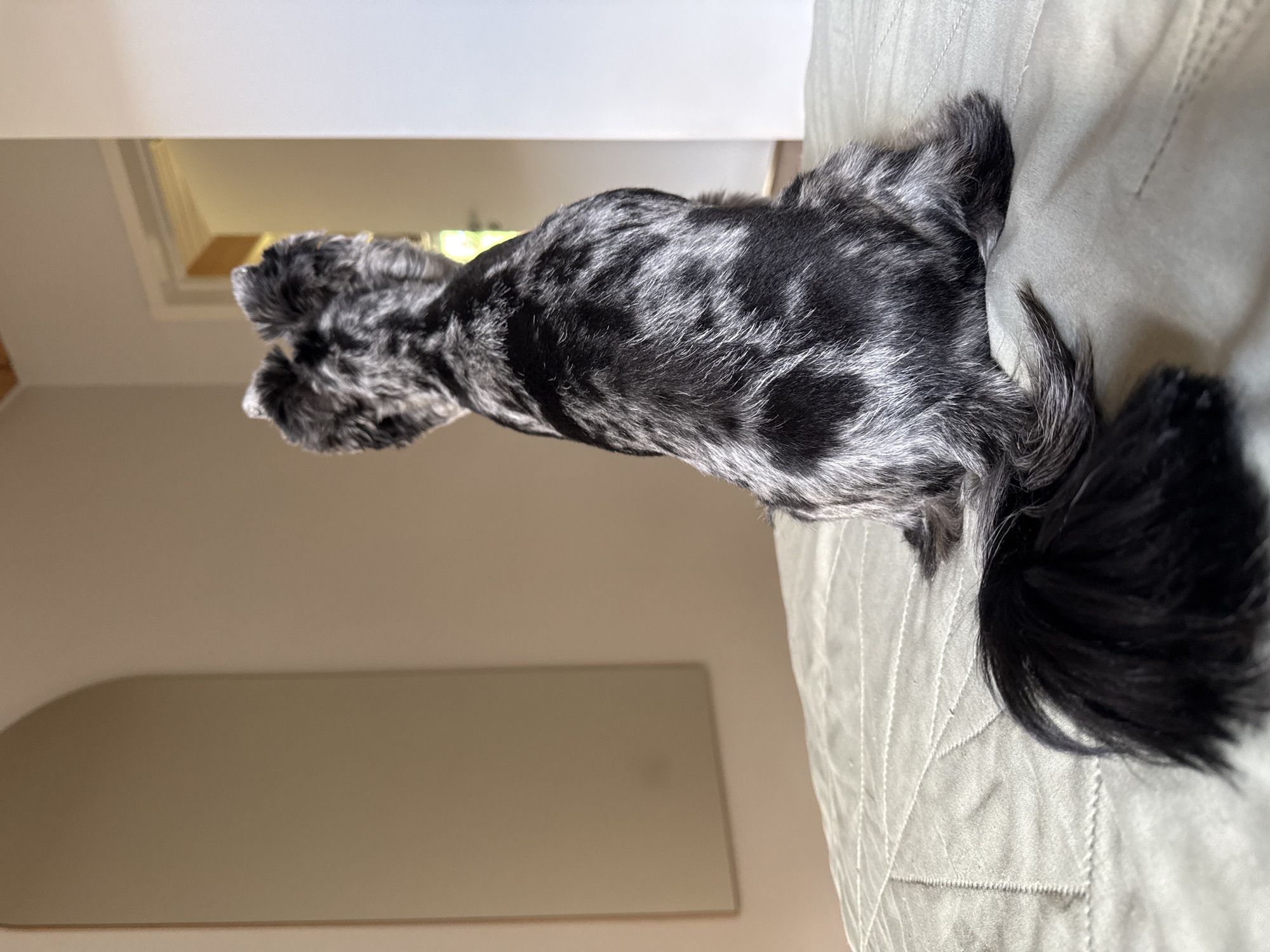 Lazy afternoon in Chaikovsky: dogs, soccer, and outdoor hangouts