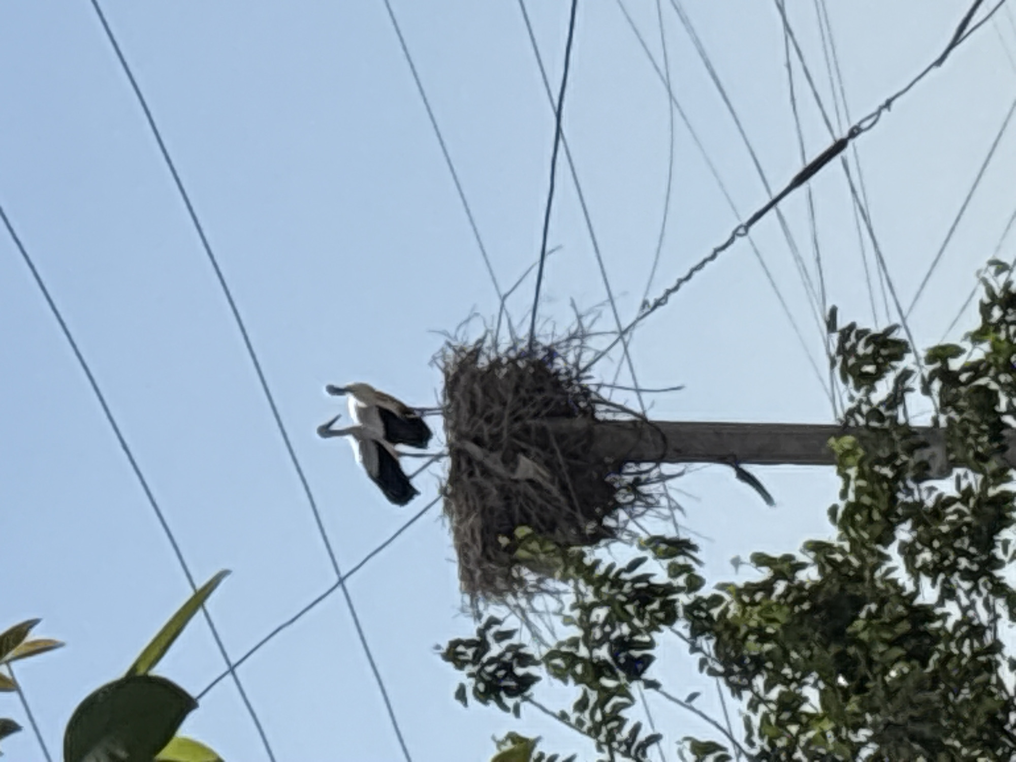 Storks nesting on a utility pole in rural Armenia