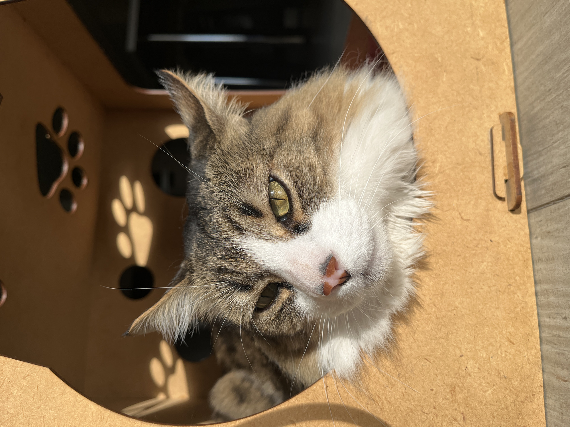 Cat in box, social media imagery captured in Buenos Aires