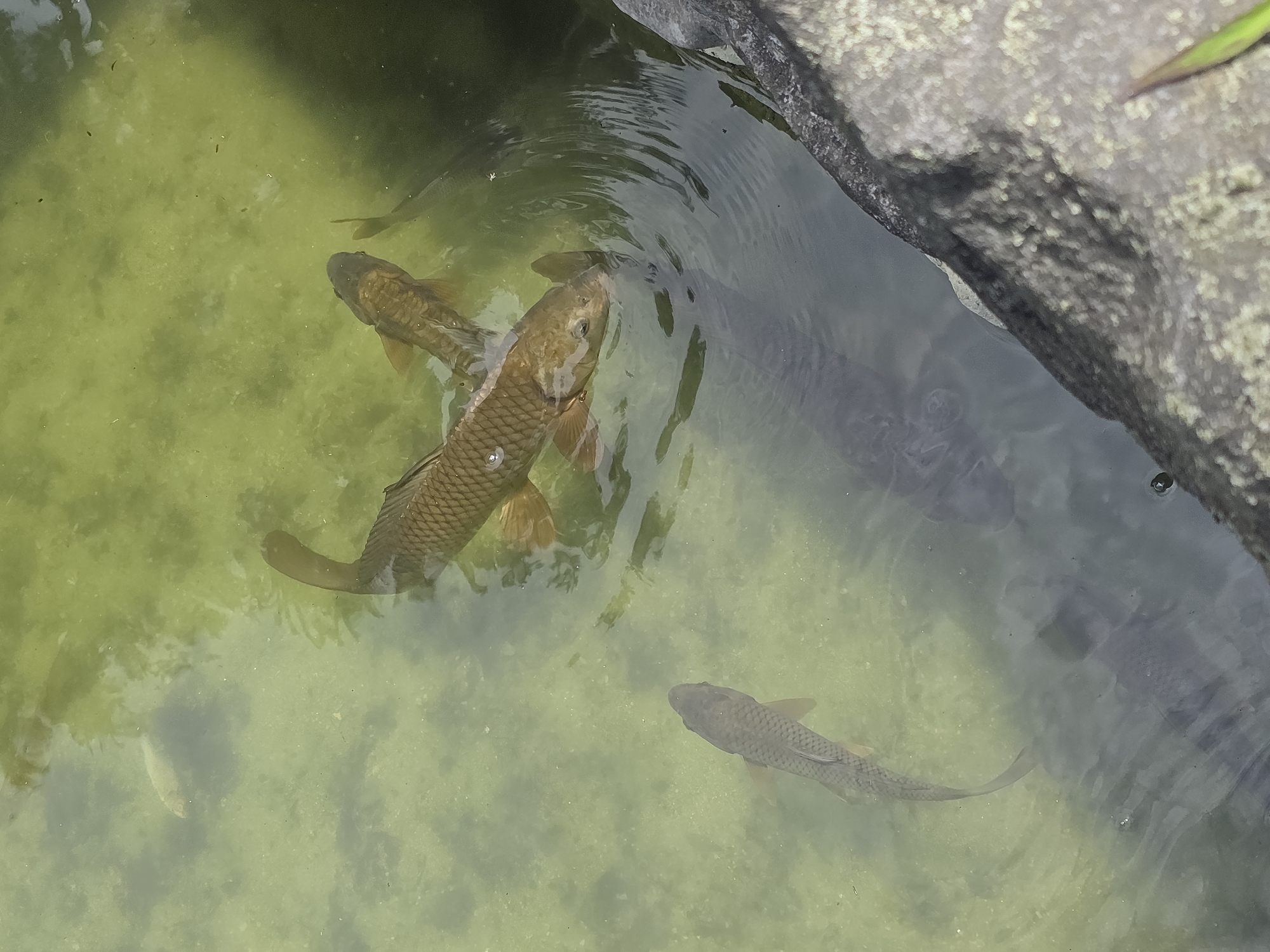 Carp gliding through a sunlit murky pond in Buyun-ri