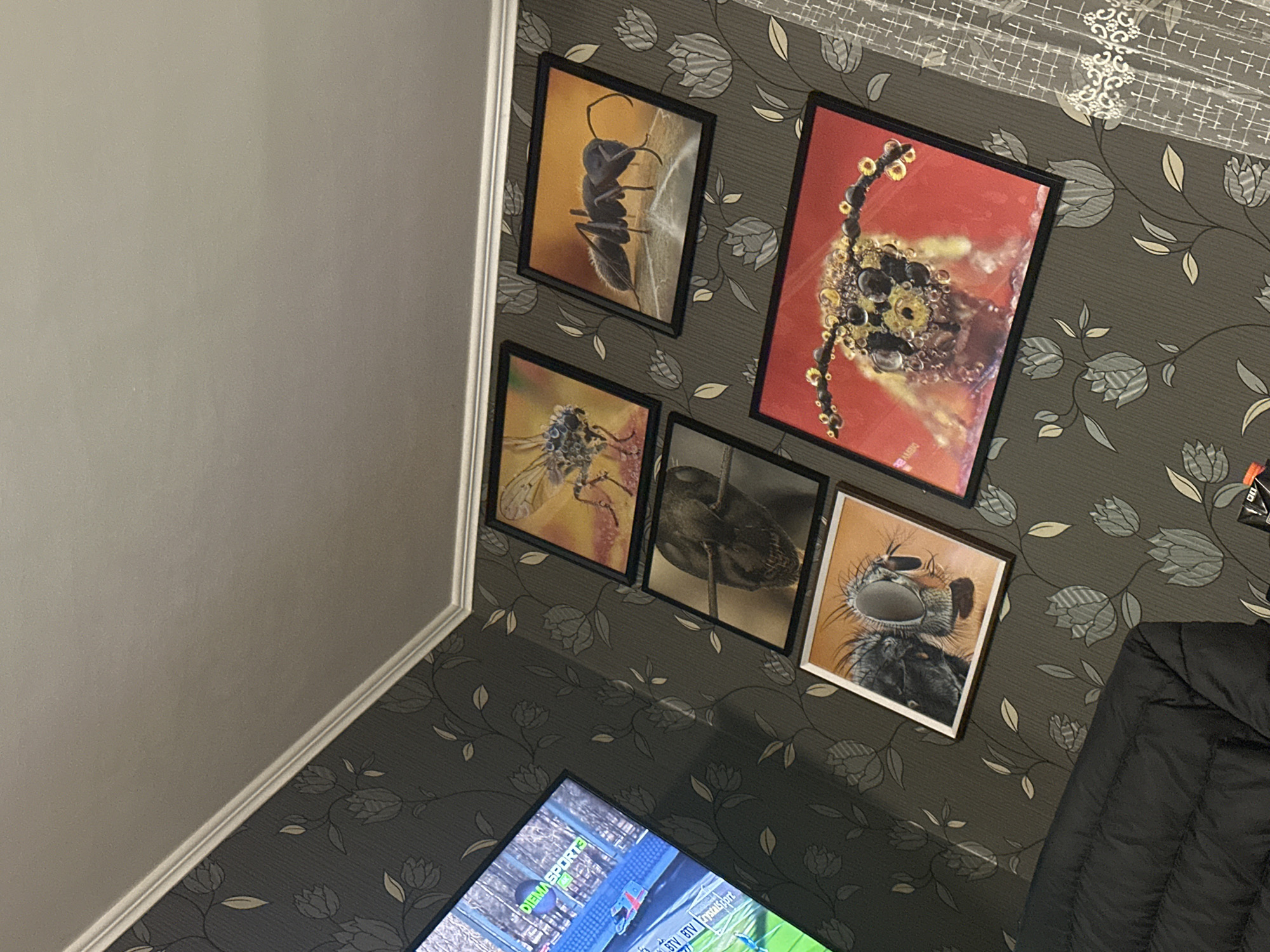 Home interior features insect photography collection in Byala