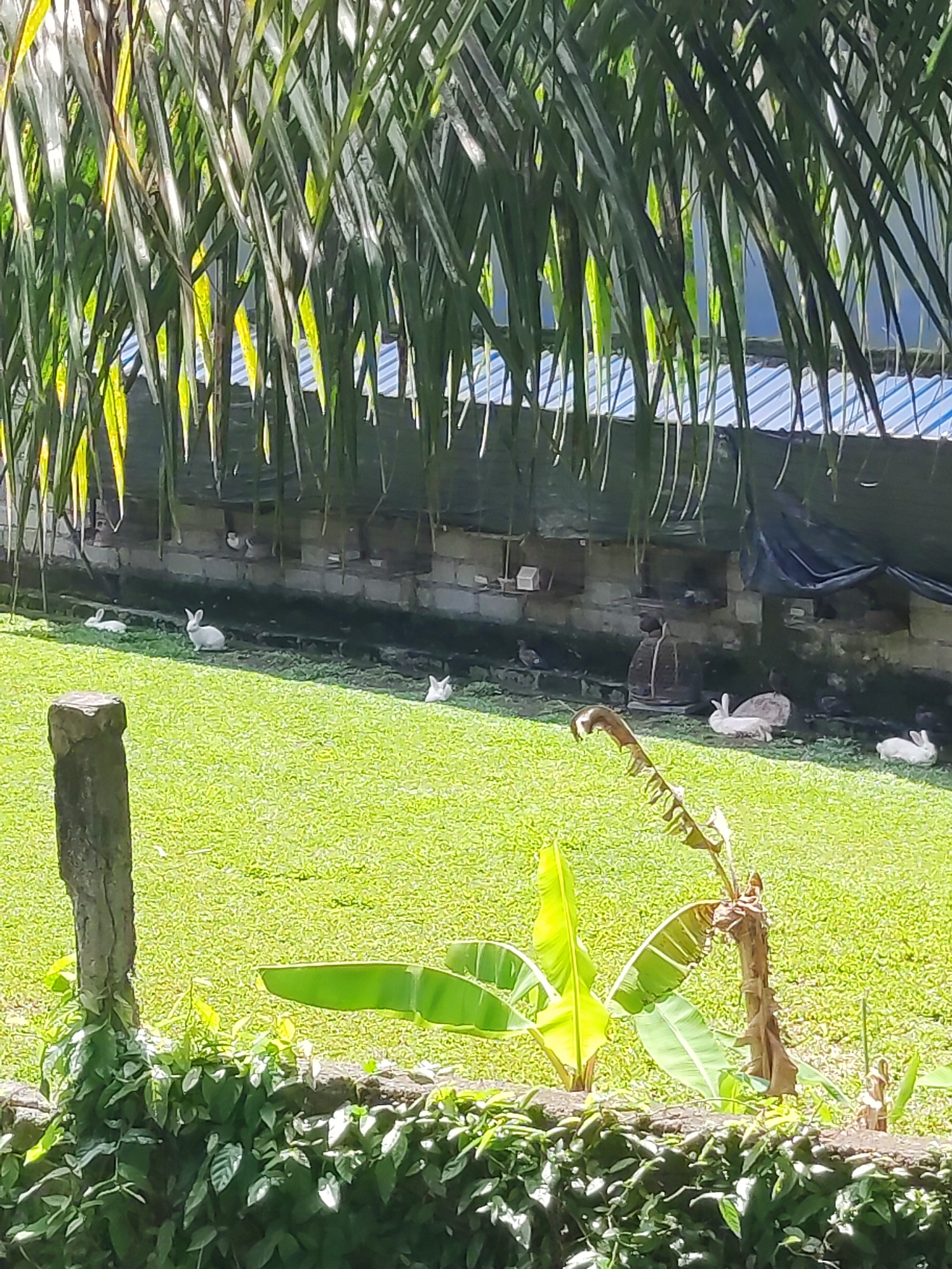 White rabbits spotted in hutched enclosure area in Ubud