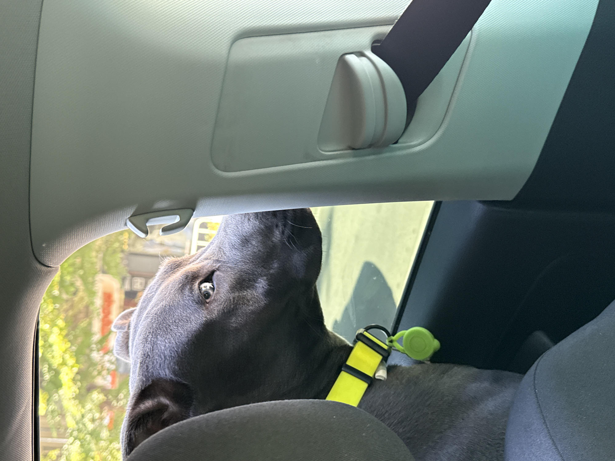 Dog with yellow collar looks out car window in Varna