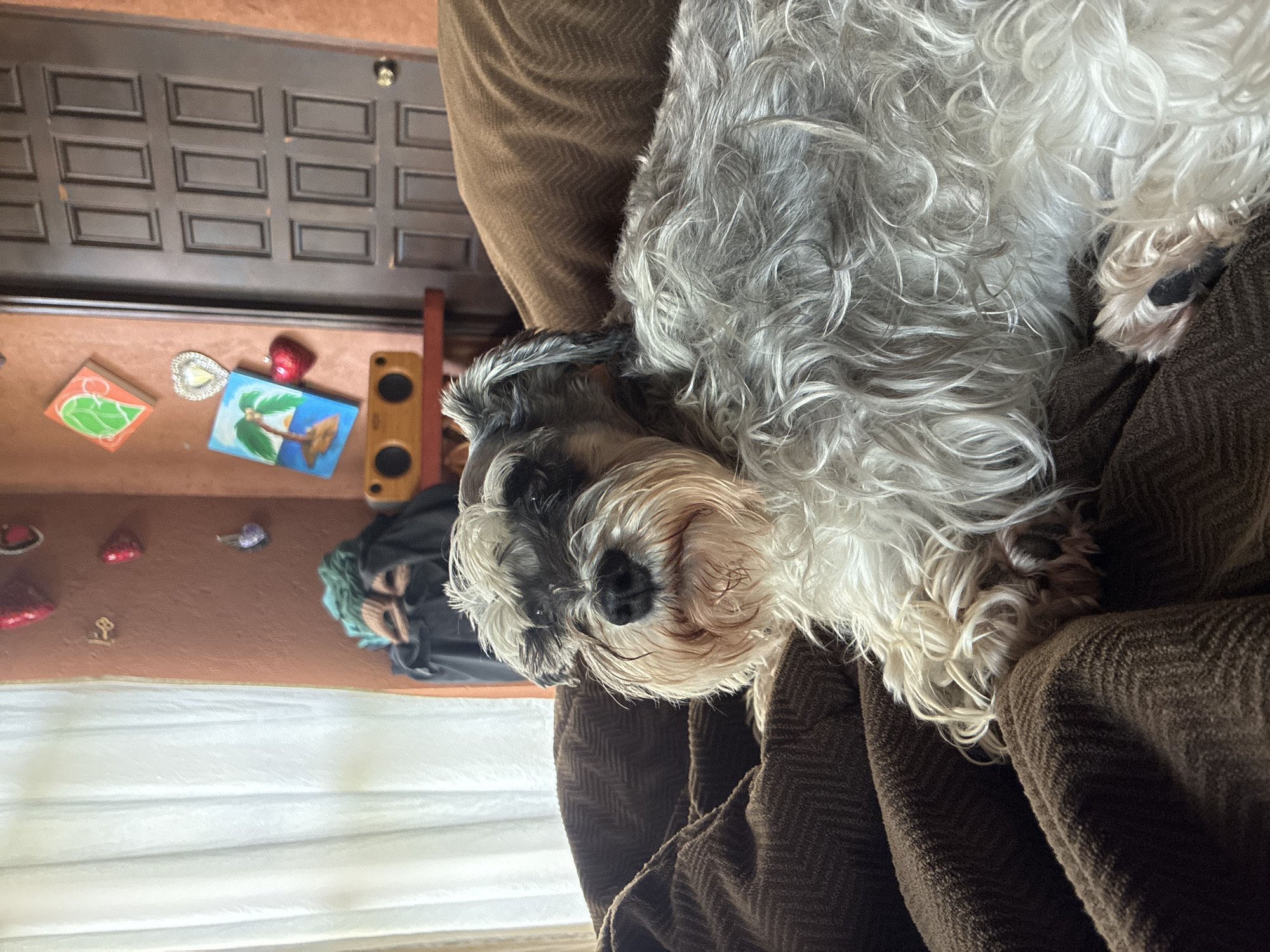 Miniature schnauzer watches soccer from the couch in Mexico