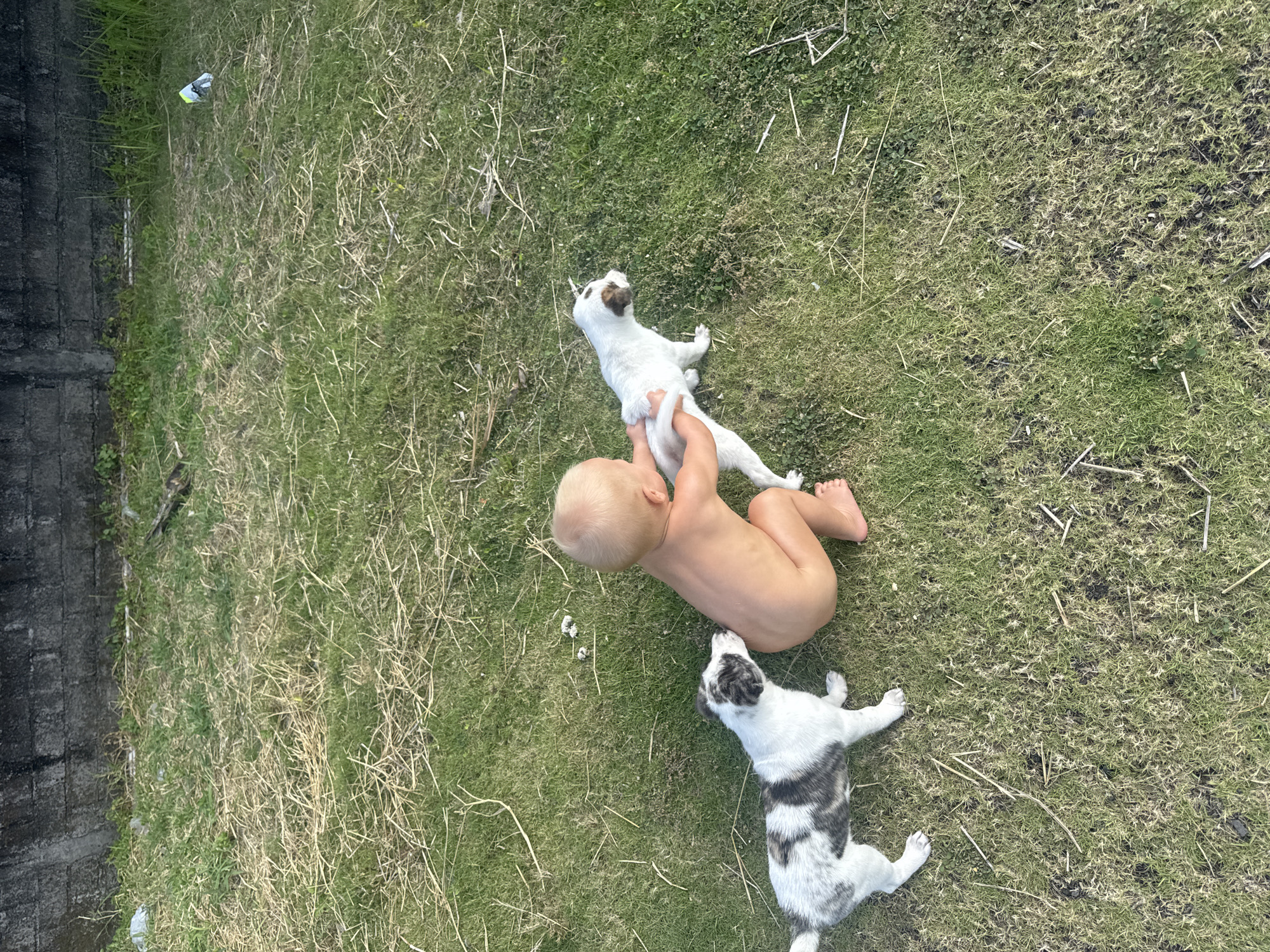 Toddler plays with puppies in sunny Mengwi yard