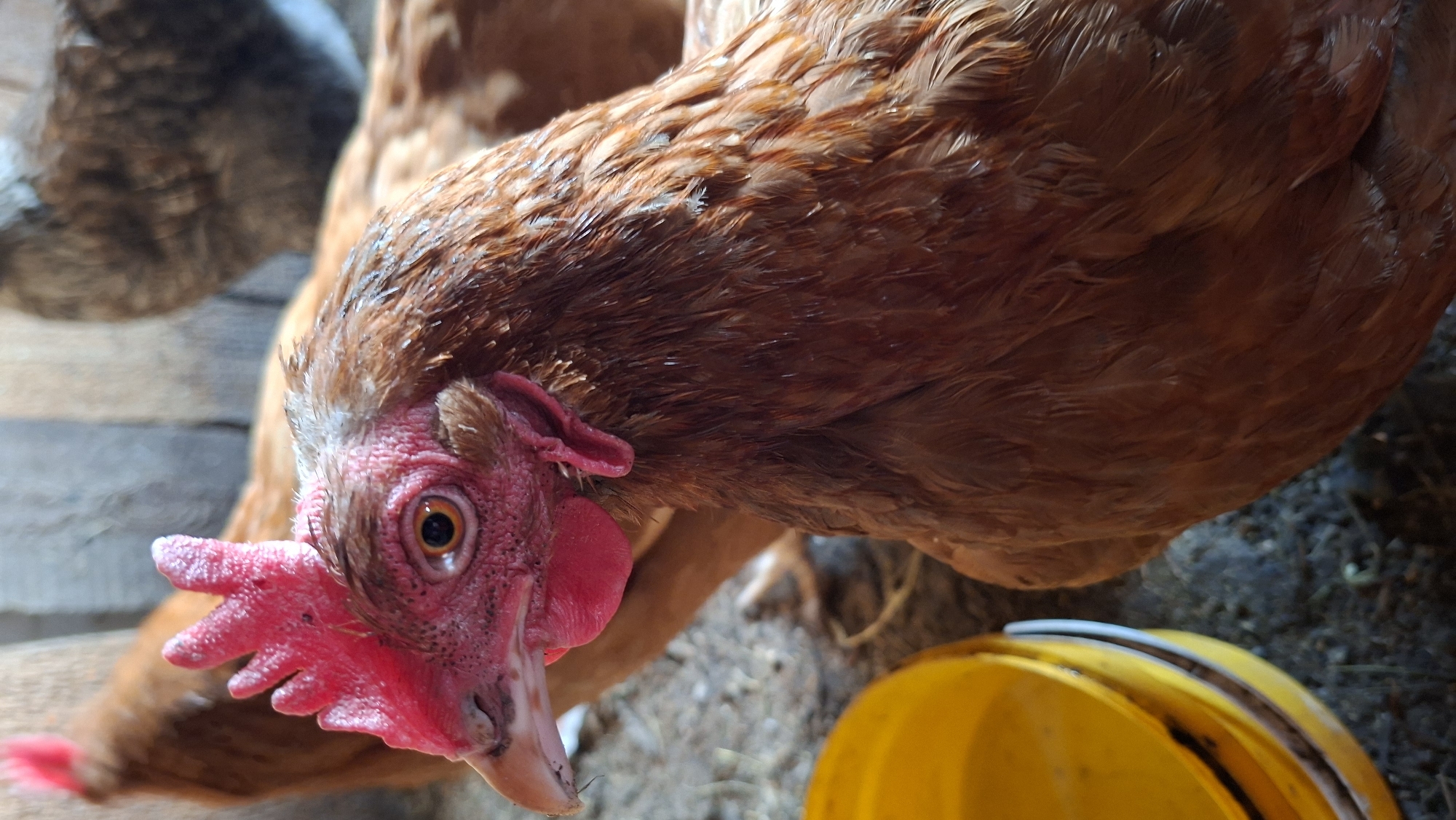 Reddish-brown hen photographed in close-up domestic setting