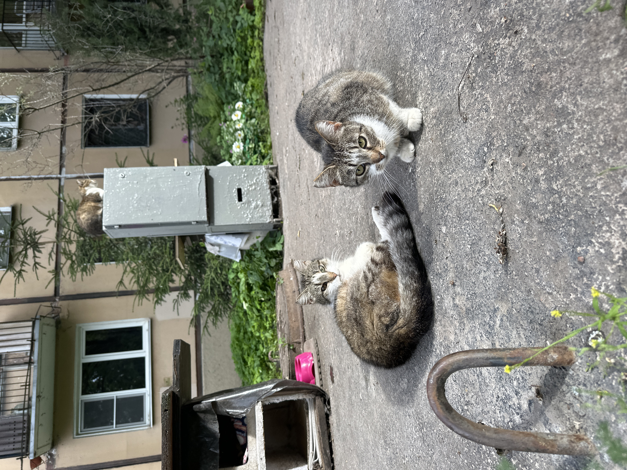 Cats lounging around a Saint Petersburg apartment complex
