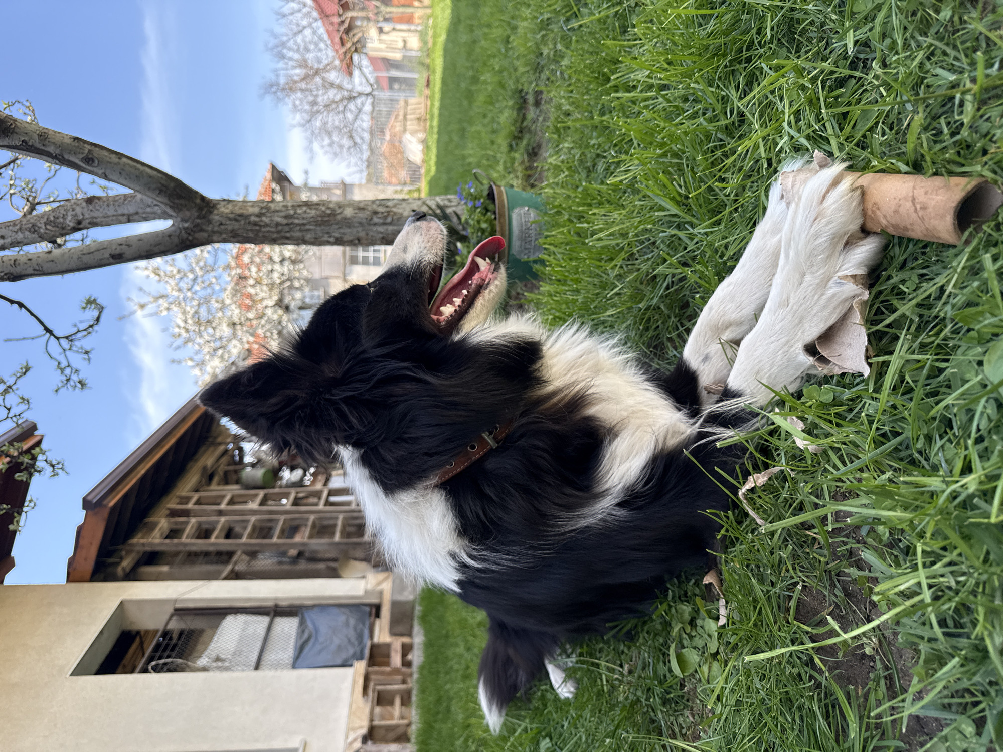 Border Collie rests with toys in Berkovitsa backyard
