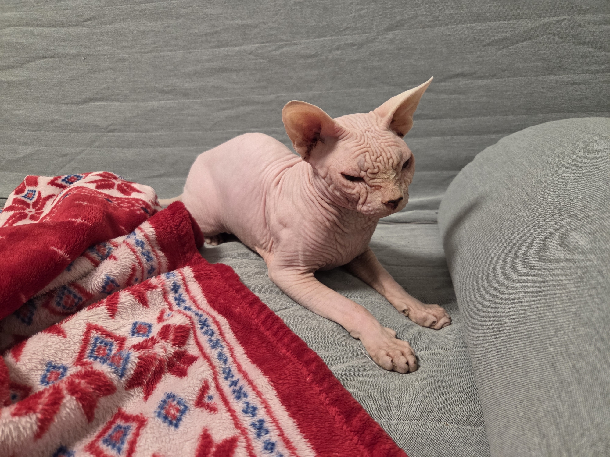 Moscow afternoon: a Sphynx cat, city skies, and garden details