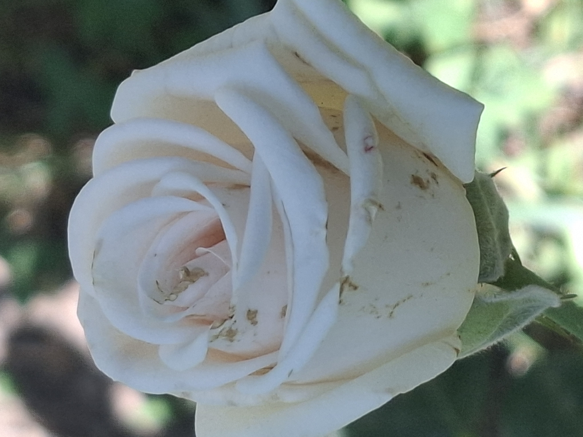 Roses in bloom at an Almaty park, August morning