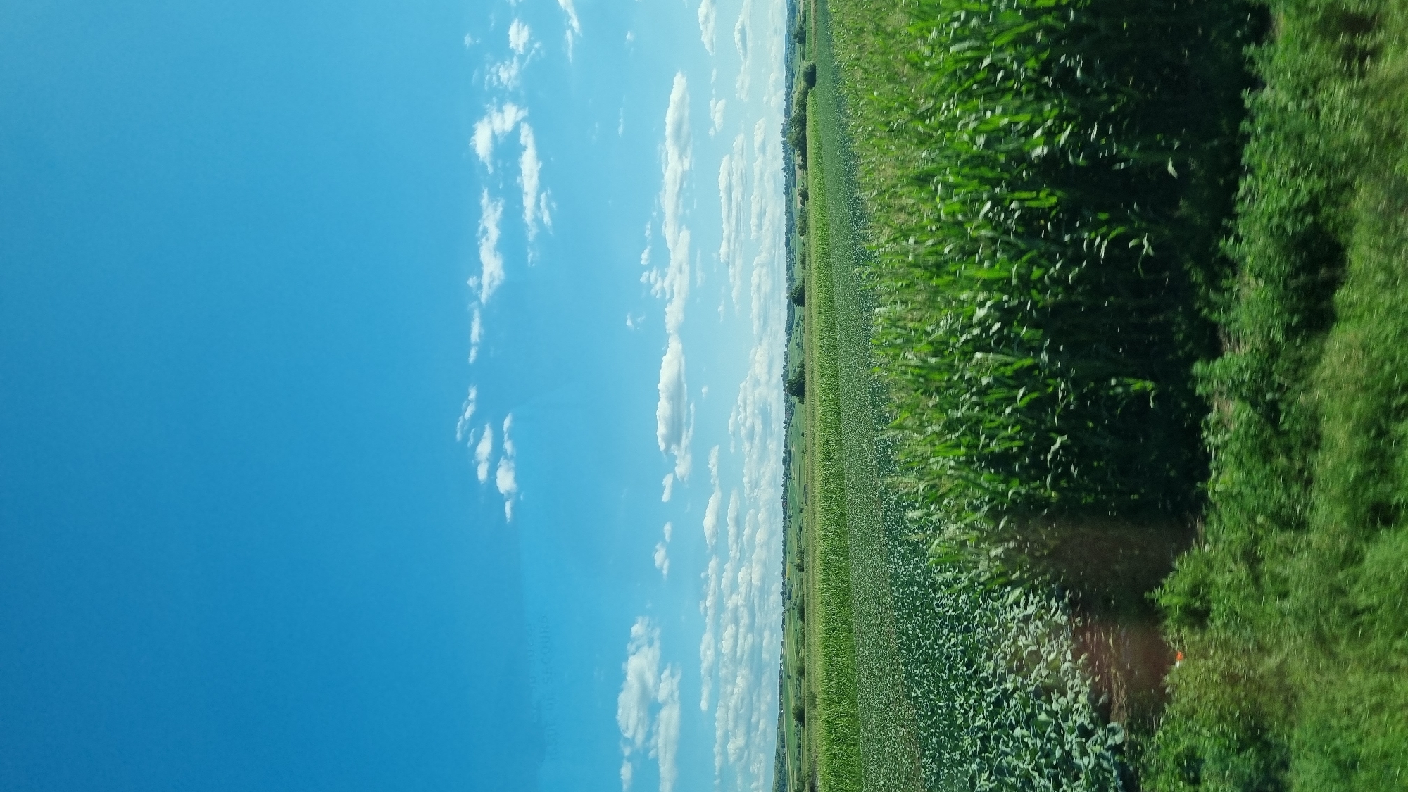 Cornfields spread across a summer landscape in rural Romania.