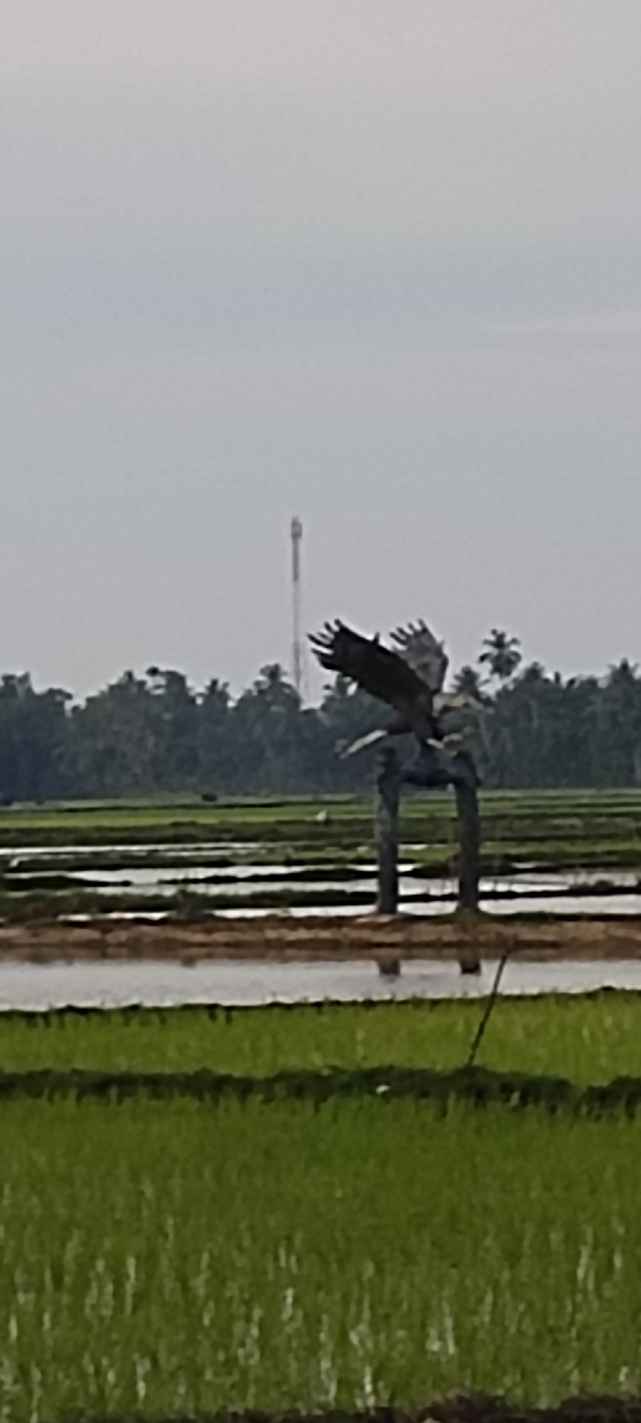 Bird of prey flies over flooded rice fields in Lhokseumawe