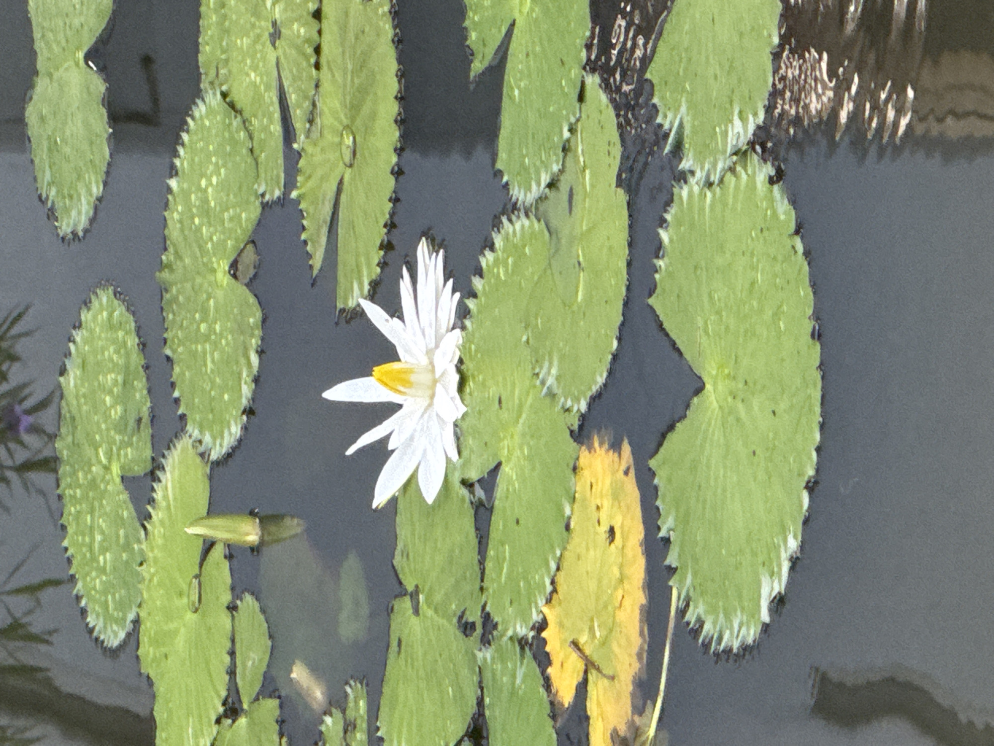 Midnight Garden Walk Documented at Indonesian Resort Property