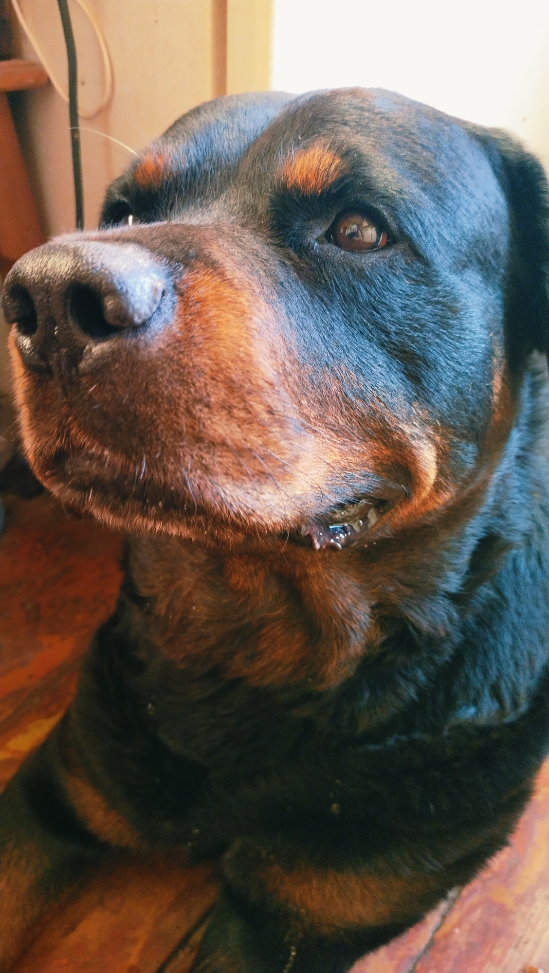 Rottweiler at home, plus cash on display, Horishni Plavni