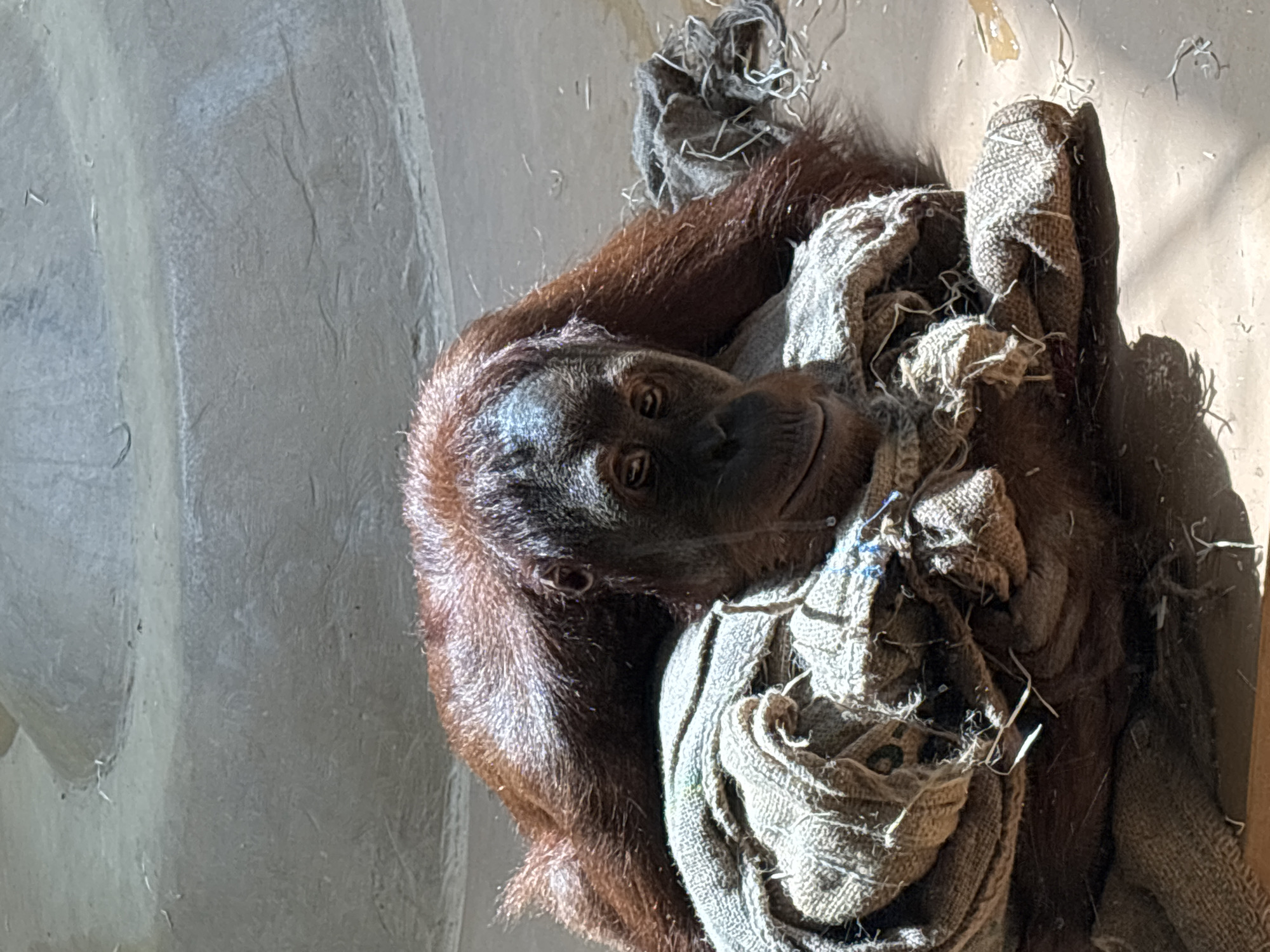 Primates at rest and in motion at Munich Zoo