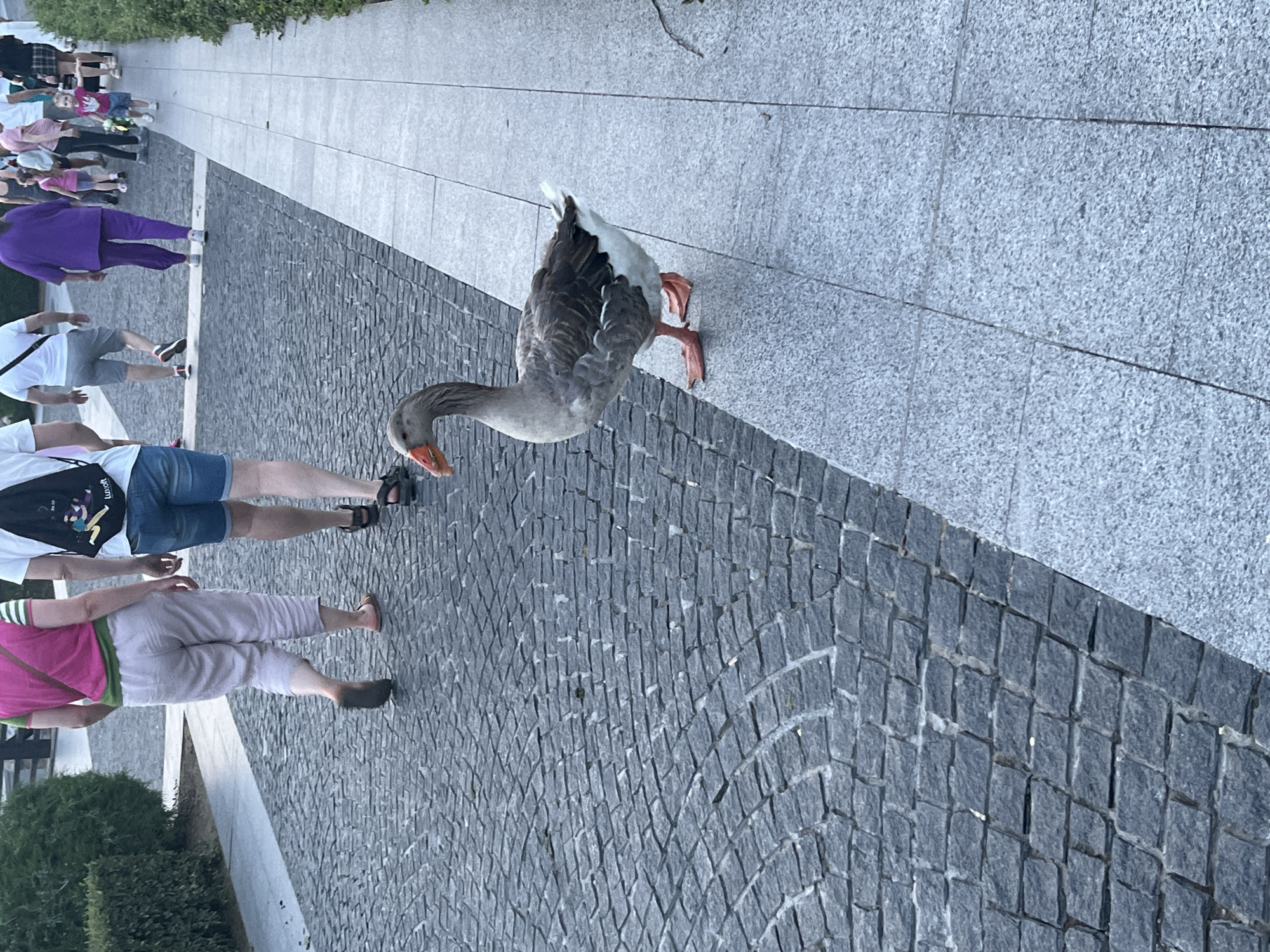 Dnipro riverfront at dusk: birds, strollers, and string lights