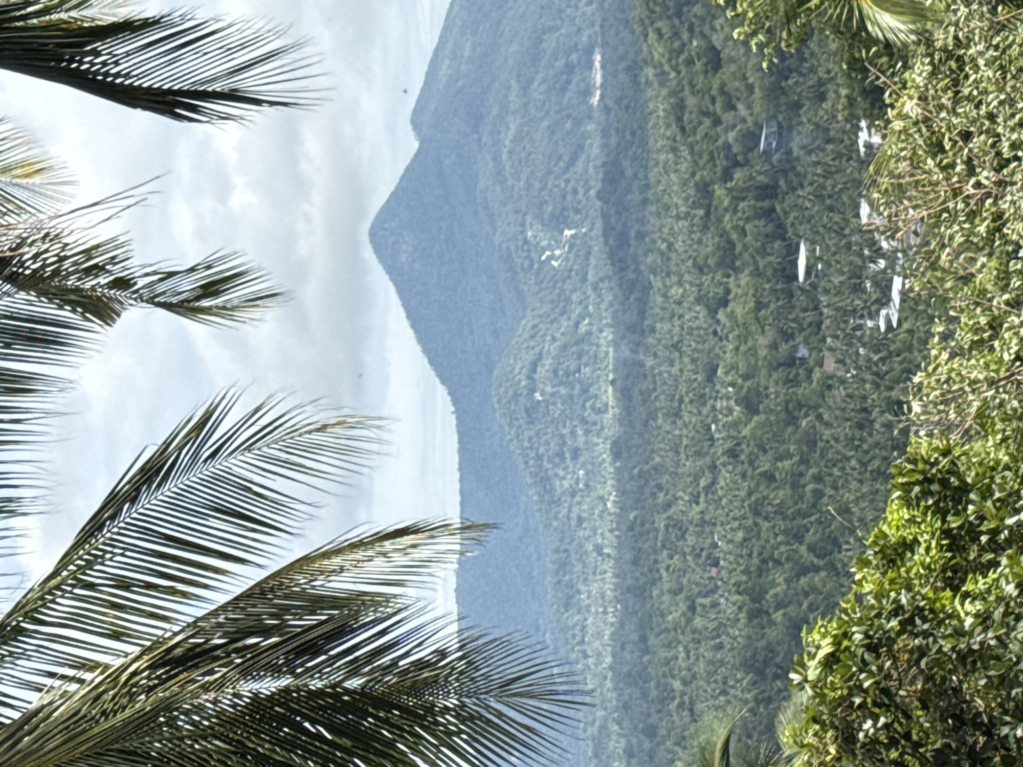Tropical forest views captured in Ban Tai, Thailand