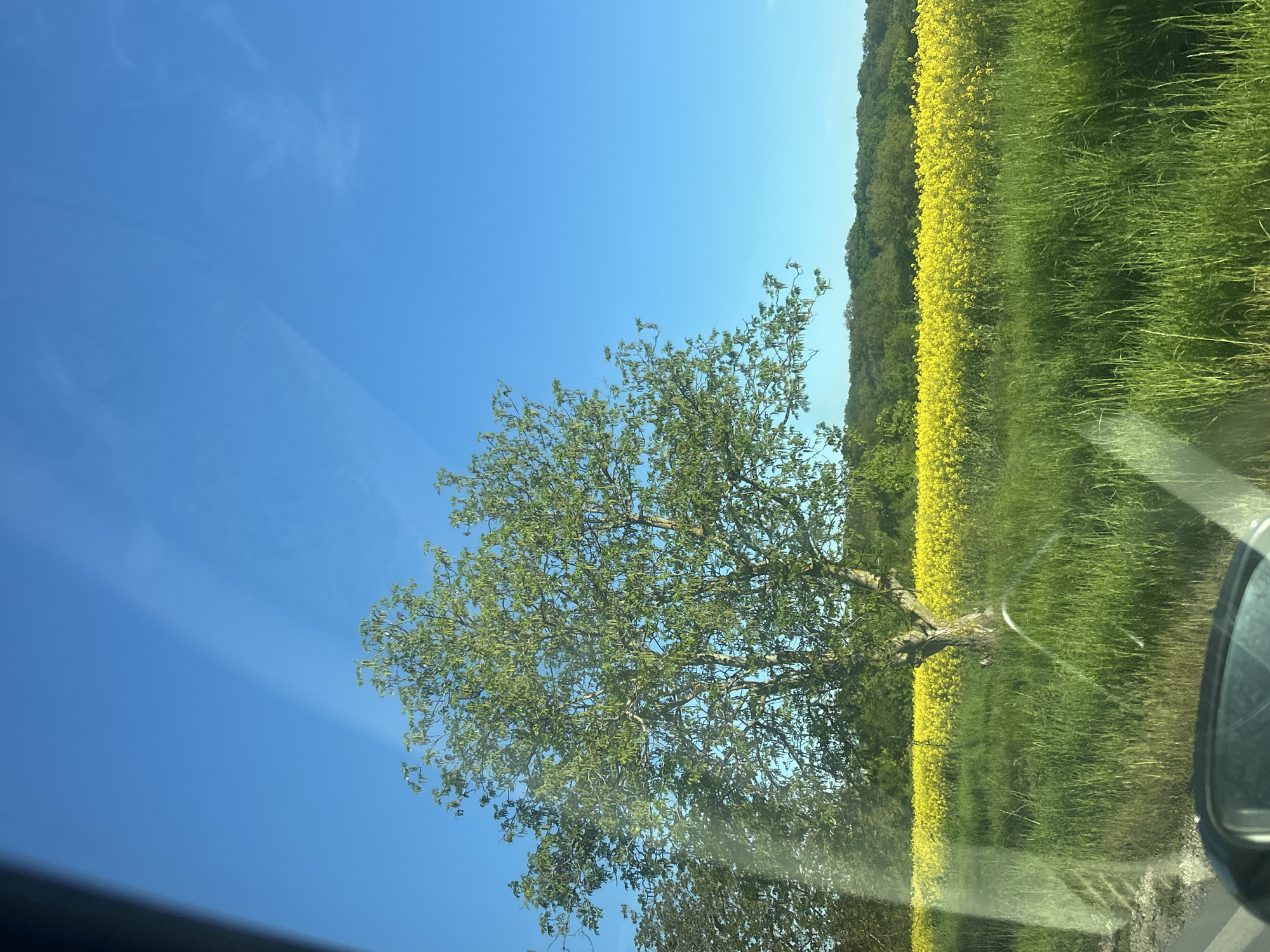Morning drive through countryside with yellow fields documented