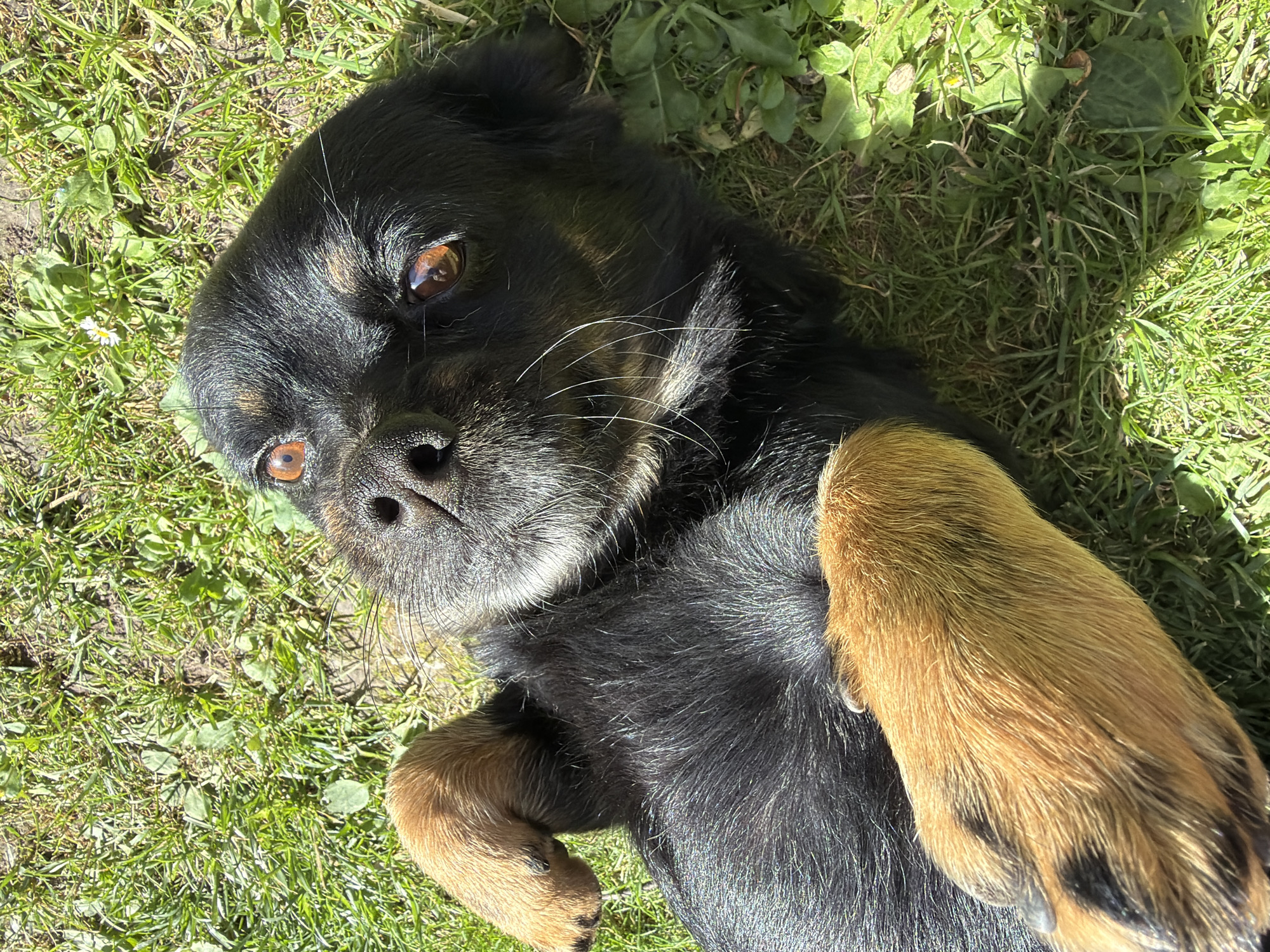 Kozova backyard in summer: dogs, garden, and ripe fruit