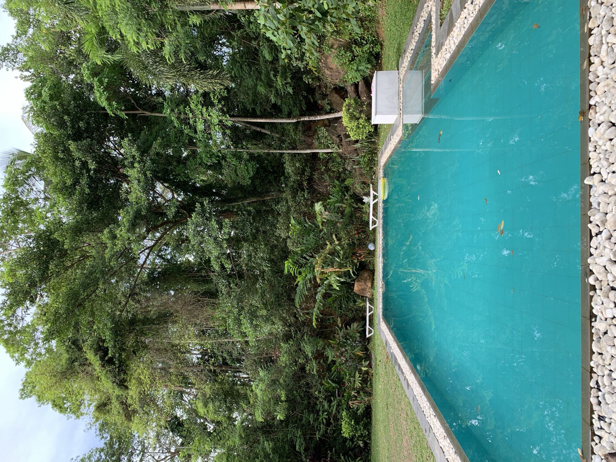 Swimming pool reflects forest canopy in Sri Lanka