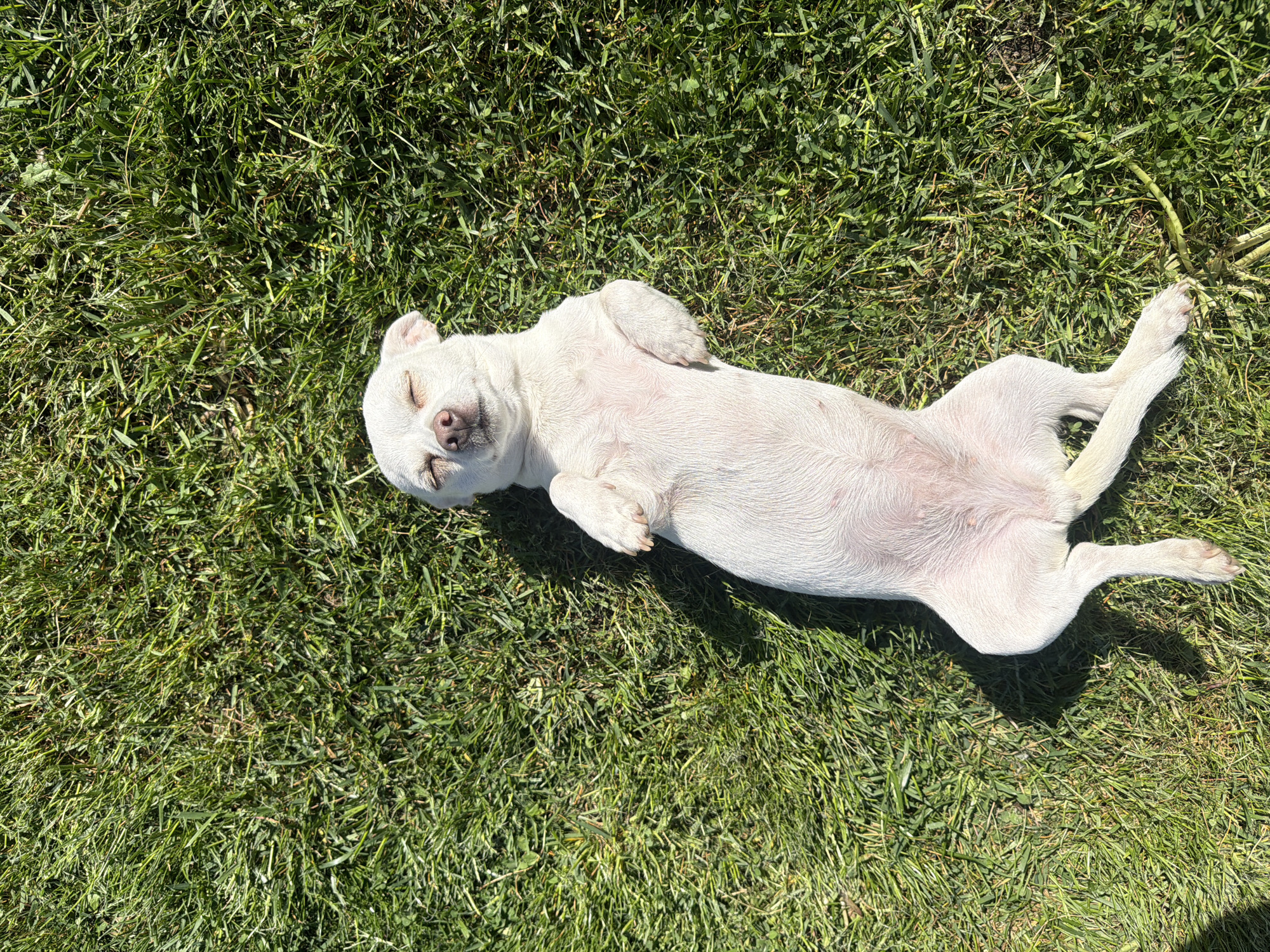 White dog rests among spring flowers in Bulgarian village