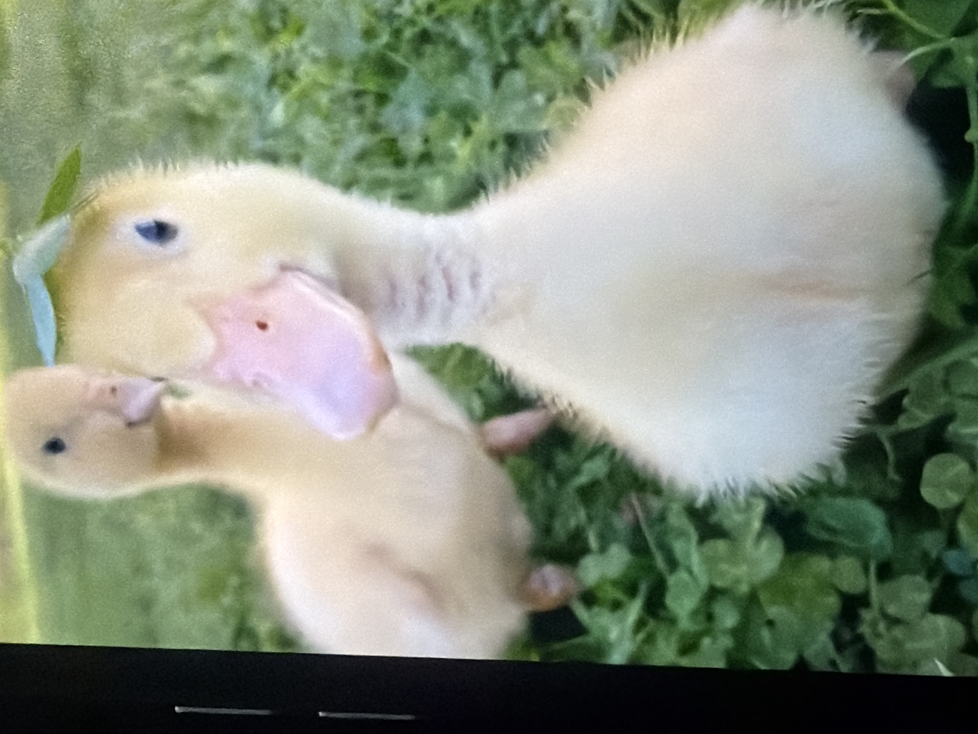Baby farm animals up close: chicks, ducklings, calves, and snails