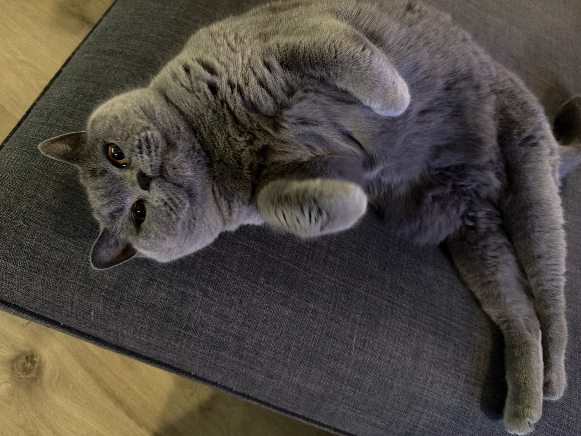 Grey British Shorthair cat photographed relaxing on sofa in Sofia