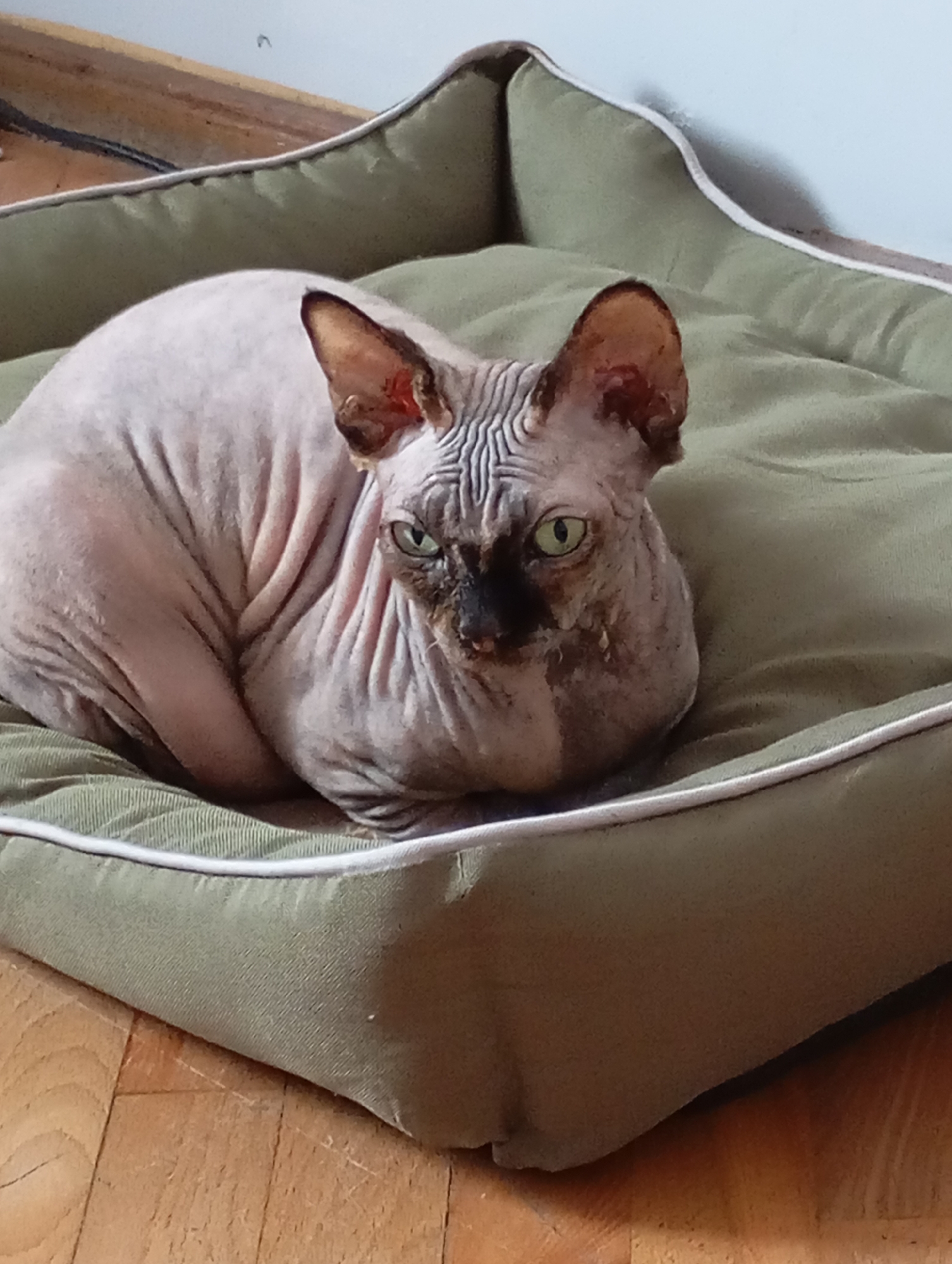 Sphynx cat resting on a pet bed in Batumi