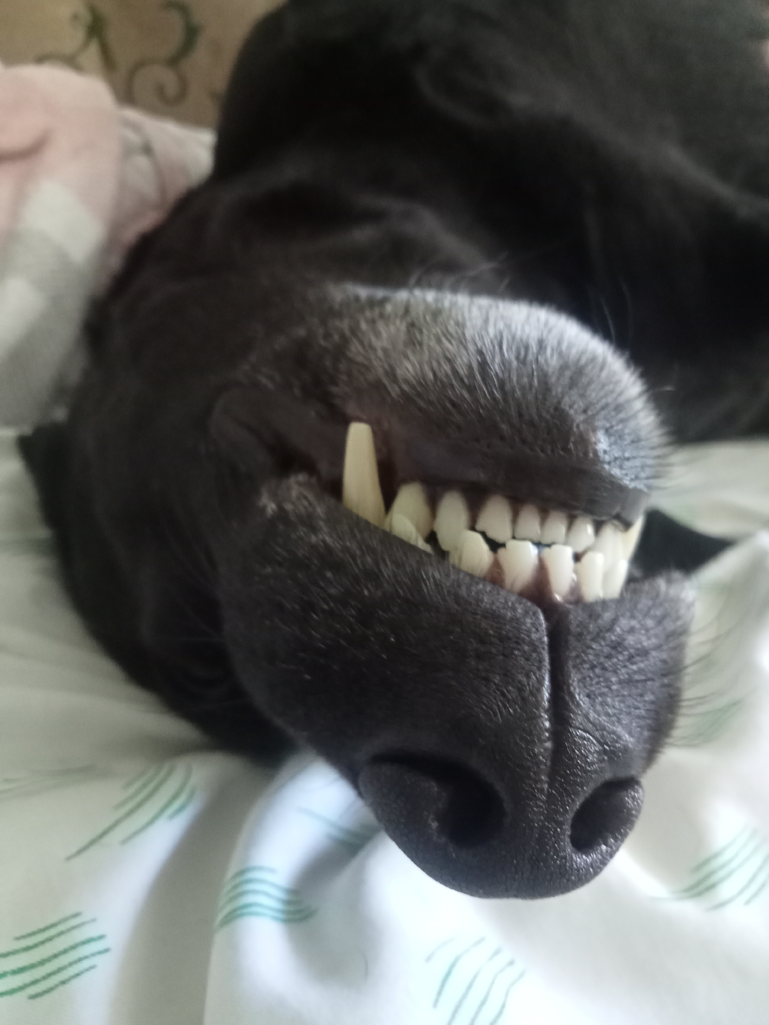 Black dog relaxing at home in Khmelnytskyi
