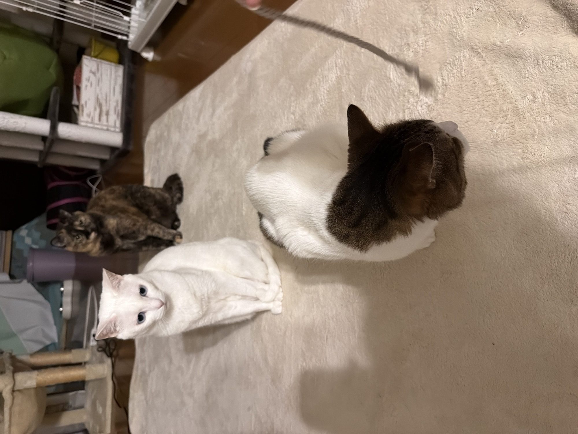 Cats play and rest indoors in Kawasaki home