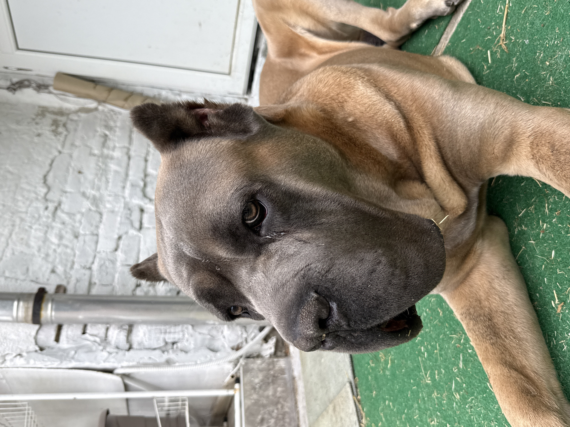 Backyard life in Apatin: dogs, garden quirks, and home details