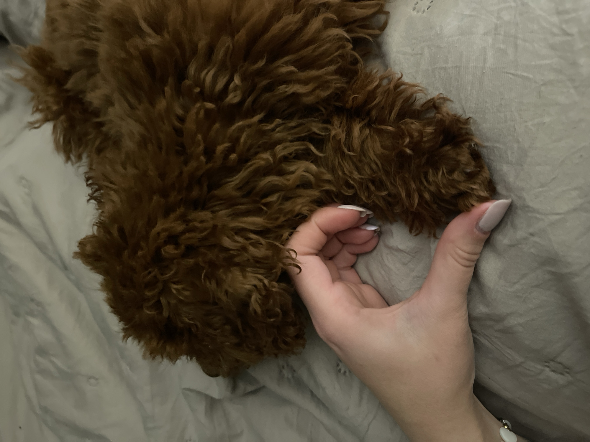 Small dog enjoys quiet evening moments with owner in Sofia