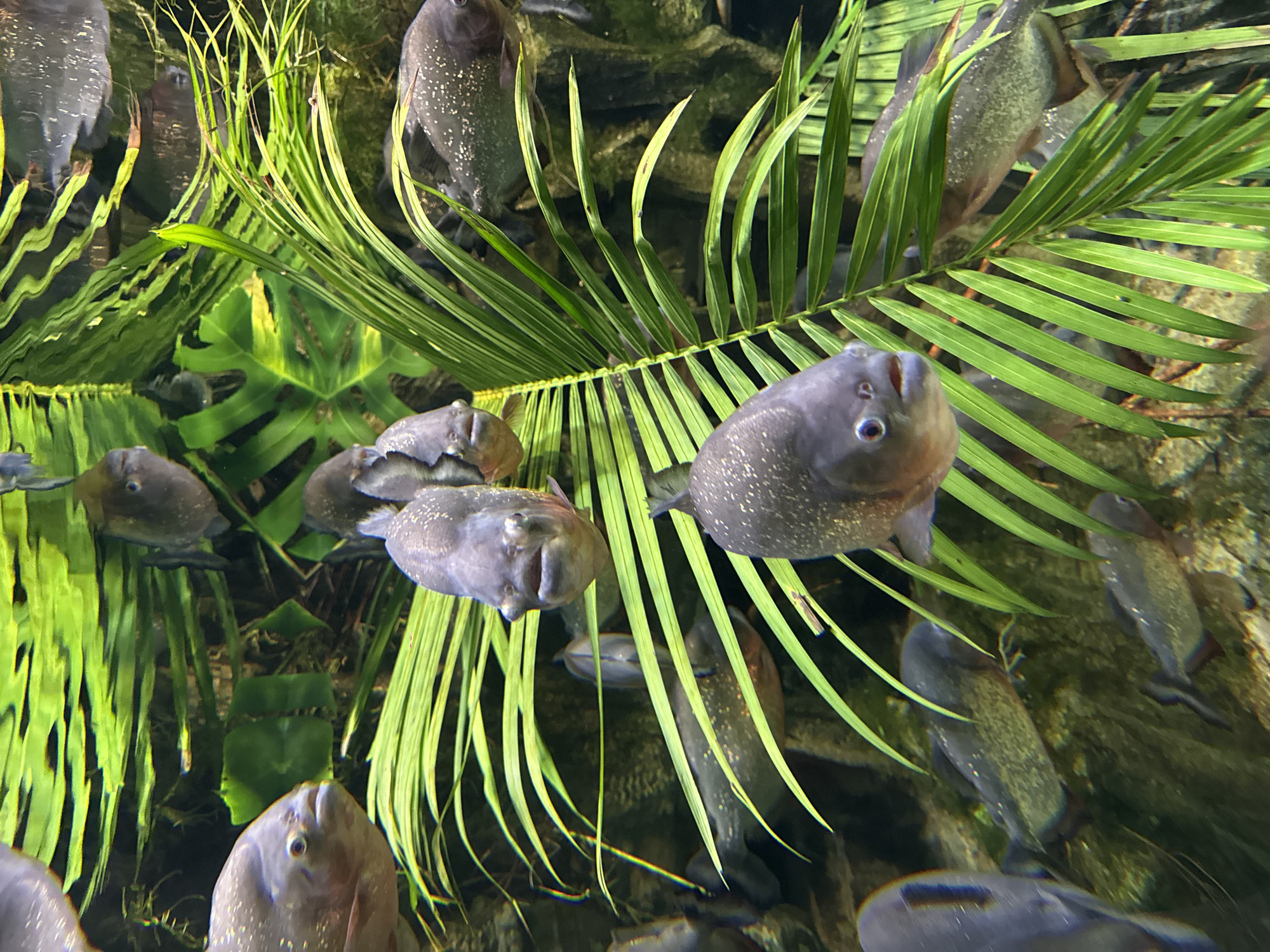 Visitor documents aquarium experience in Kogalym, Russia