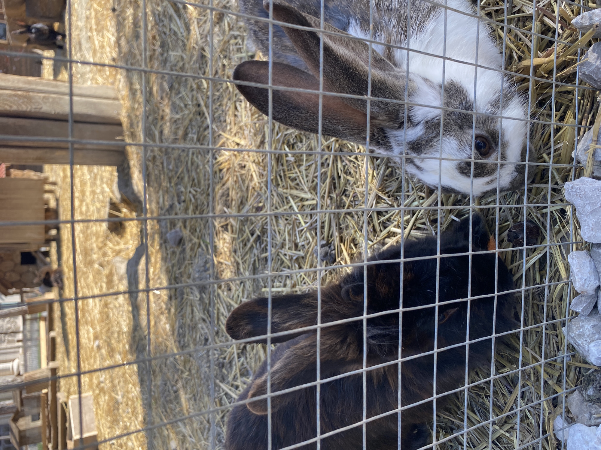 Farm animals observed in Sevastopol enclosures Friday morning